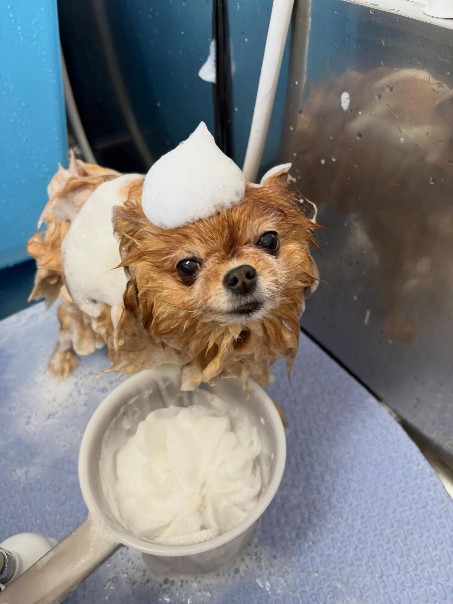 犬のトリミング✂️