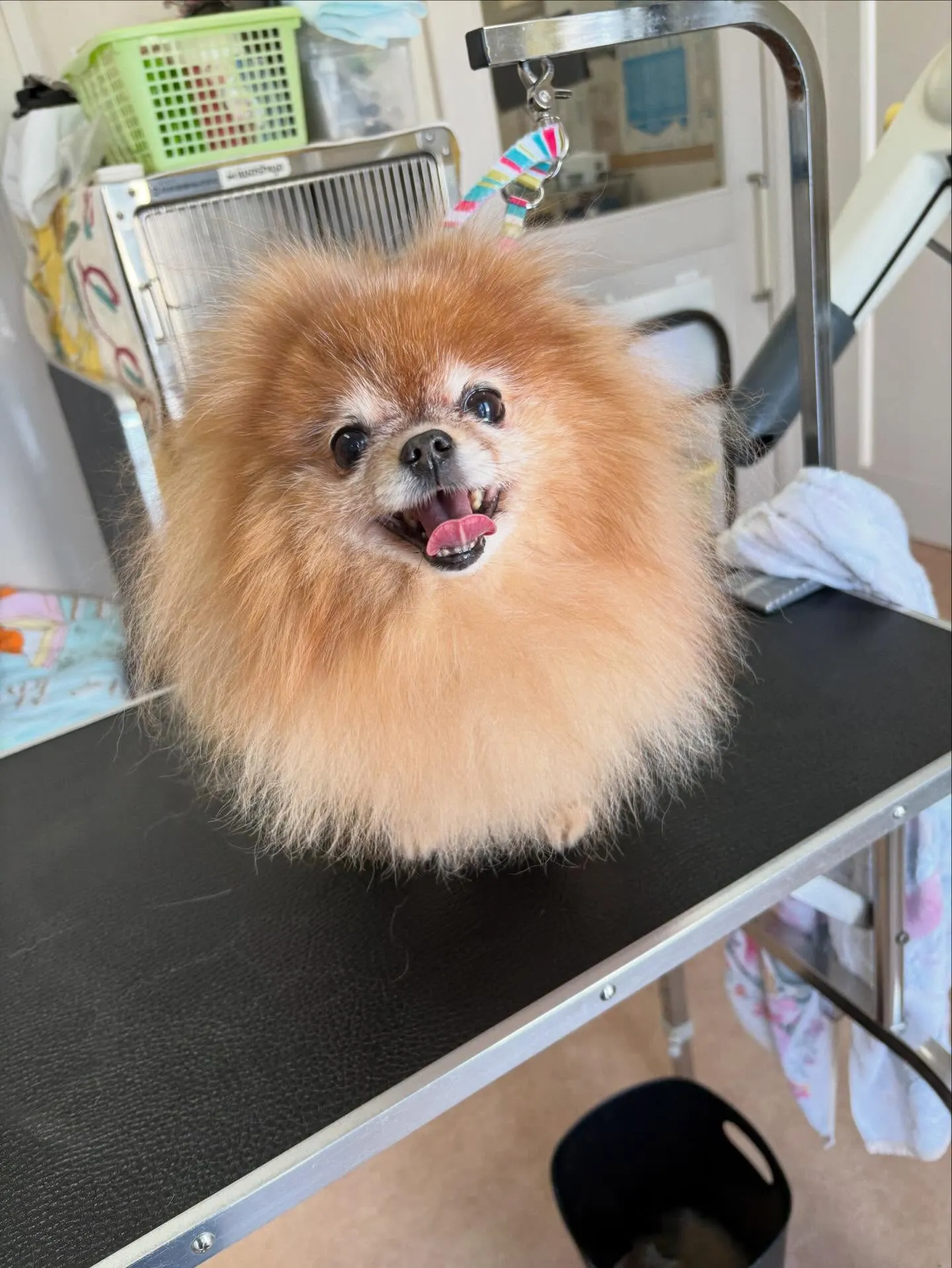 犬のトリミング✂️