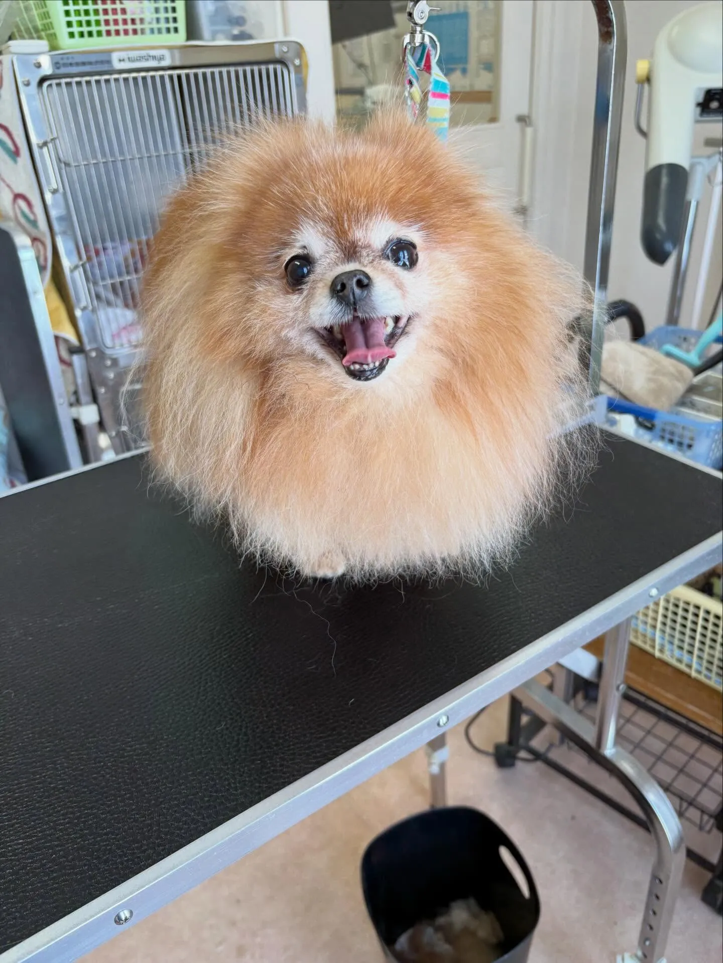 犬のトリミング✂️