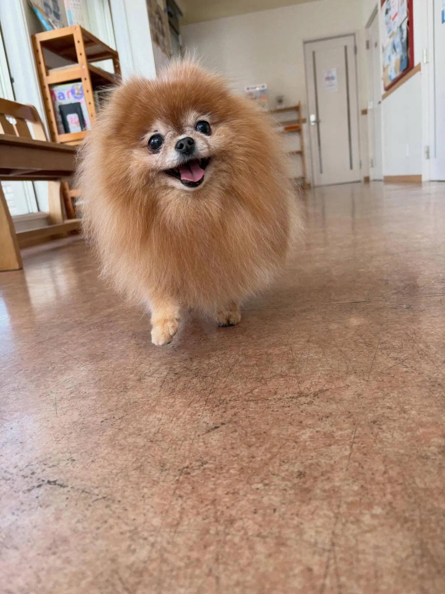 犬のトリミング✂️