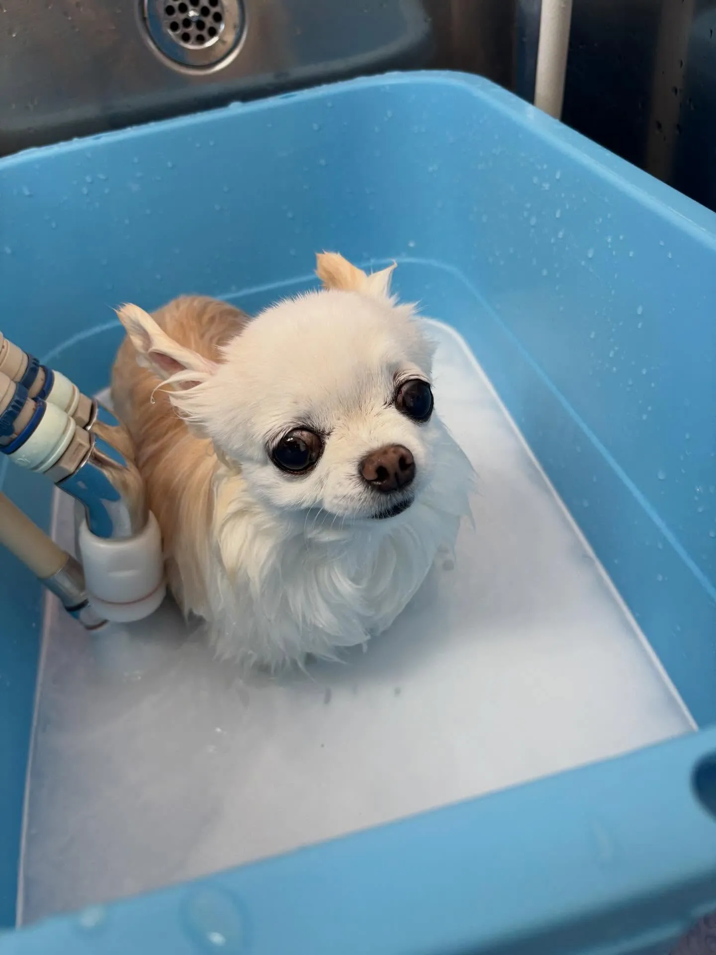 犬のシャンプー🫧