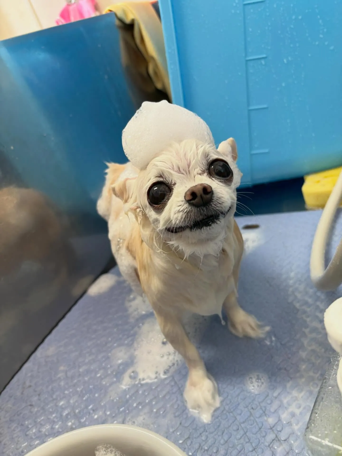 犬のシャンプー🫧