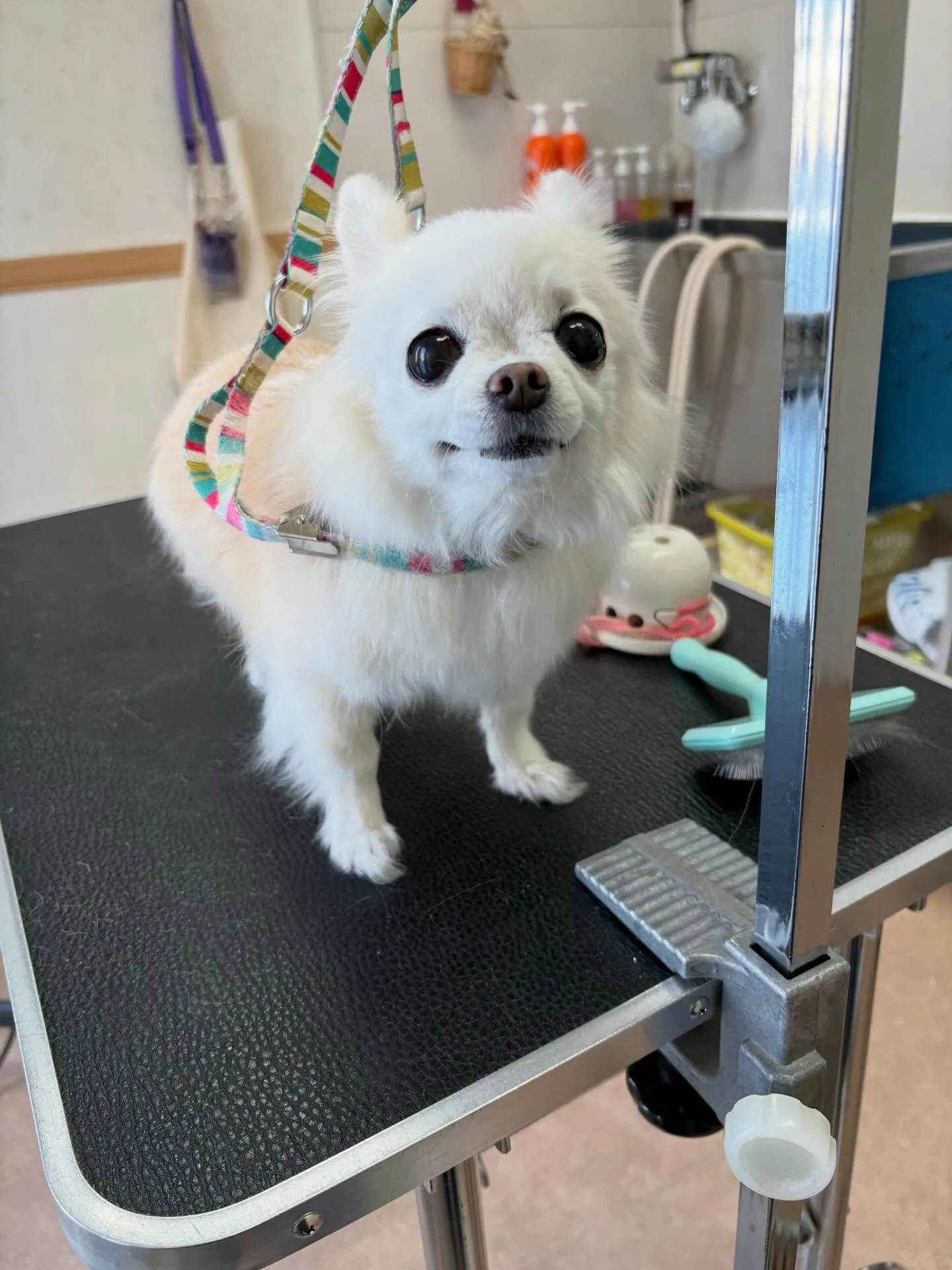 犬のシャンプー🫧