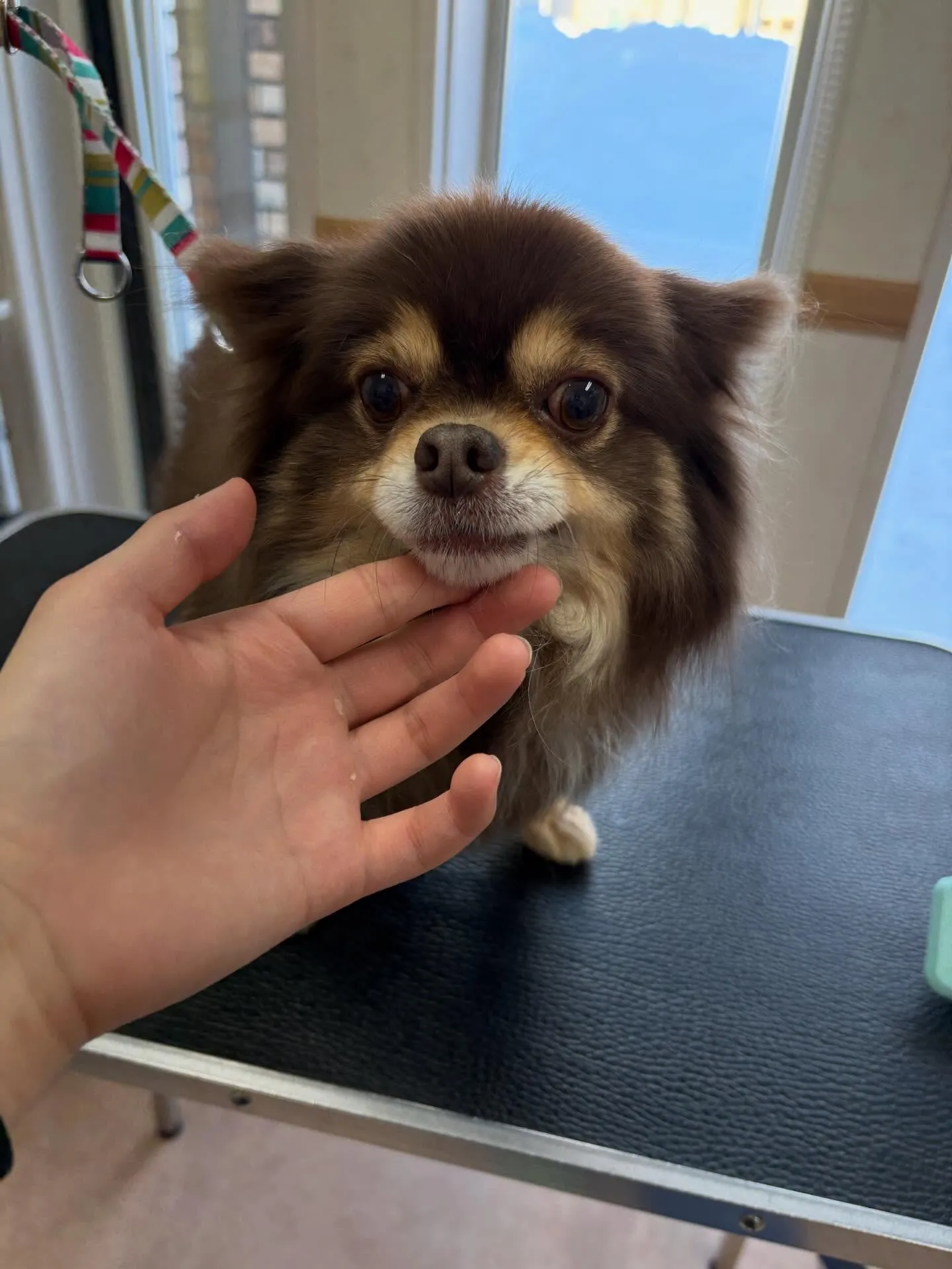 犬のシャンプー🫧