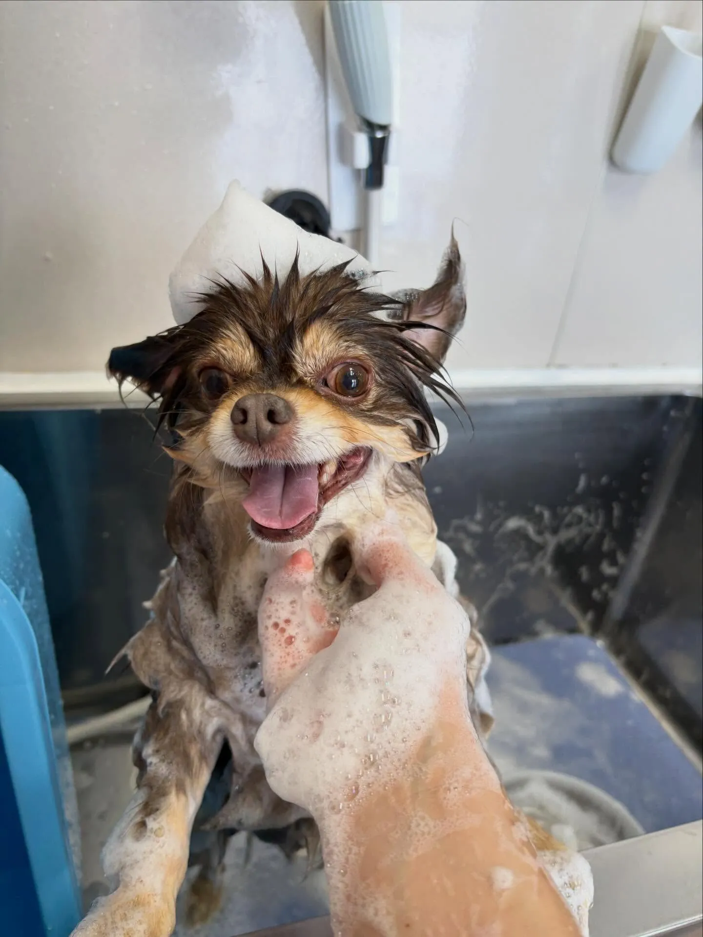 犬のシャンプー🫧