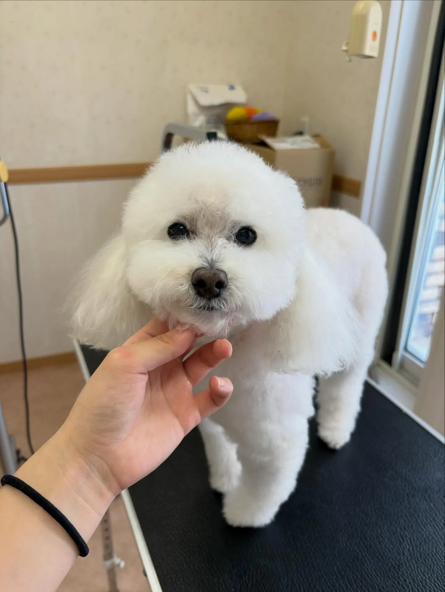 犬のシャンプー🫧