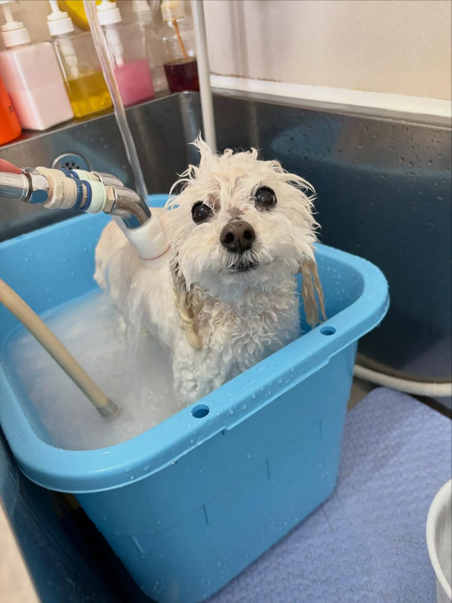 犬のシャンプー🫧