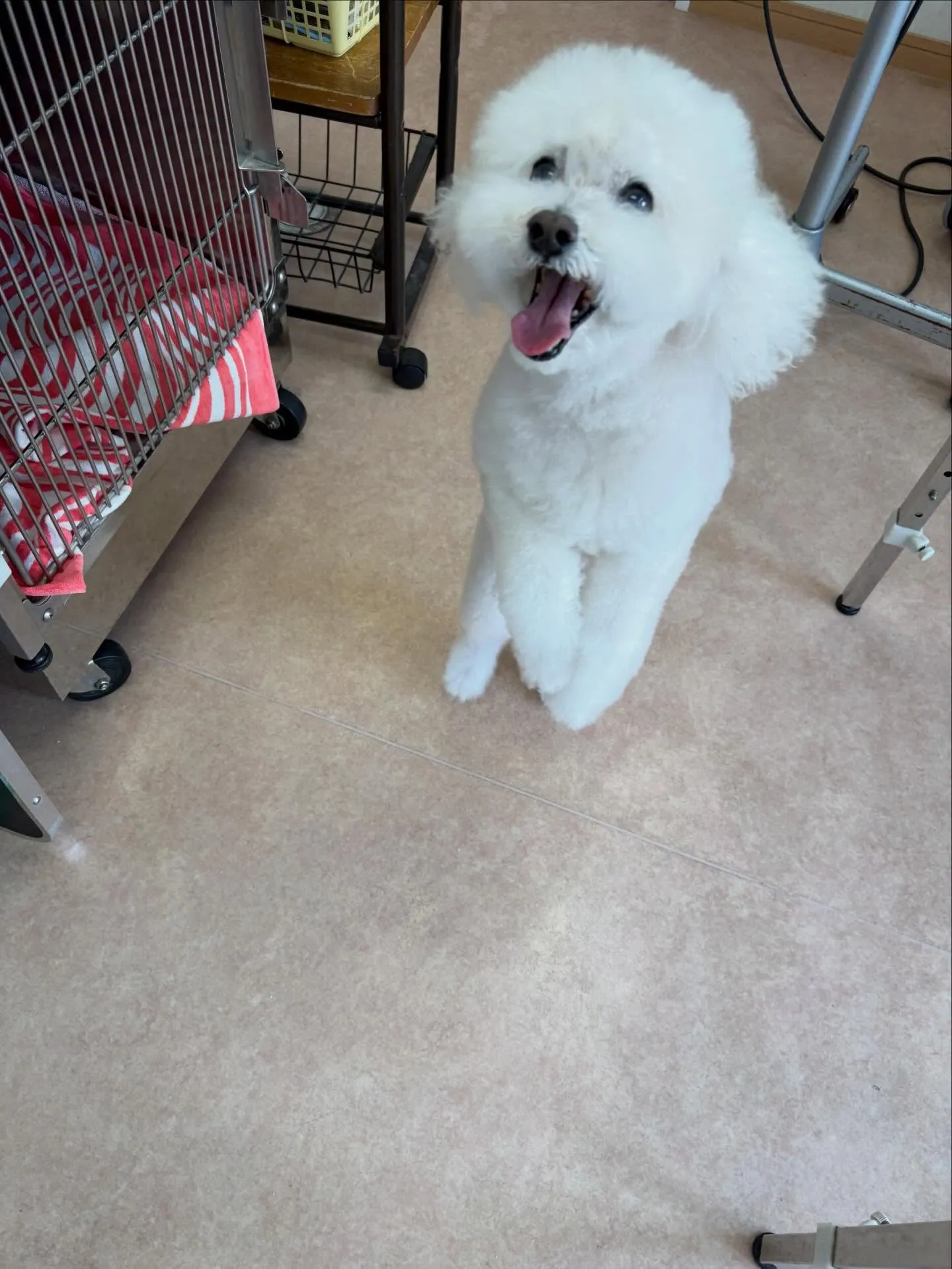 犬のシャンプー🫧