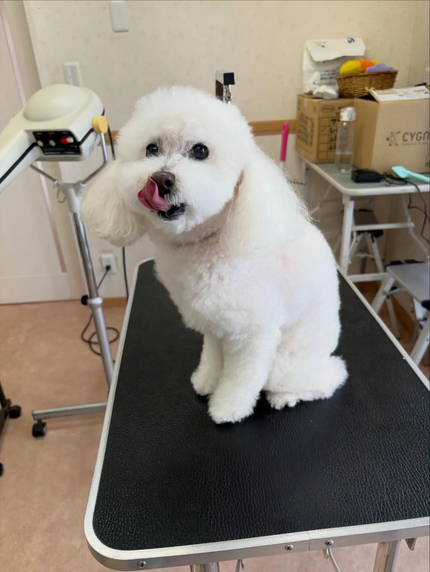 犬のシャンプー🫧