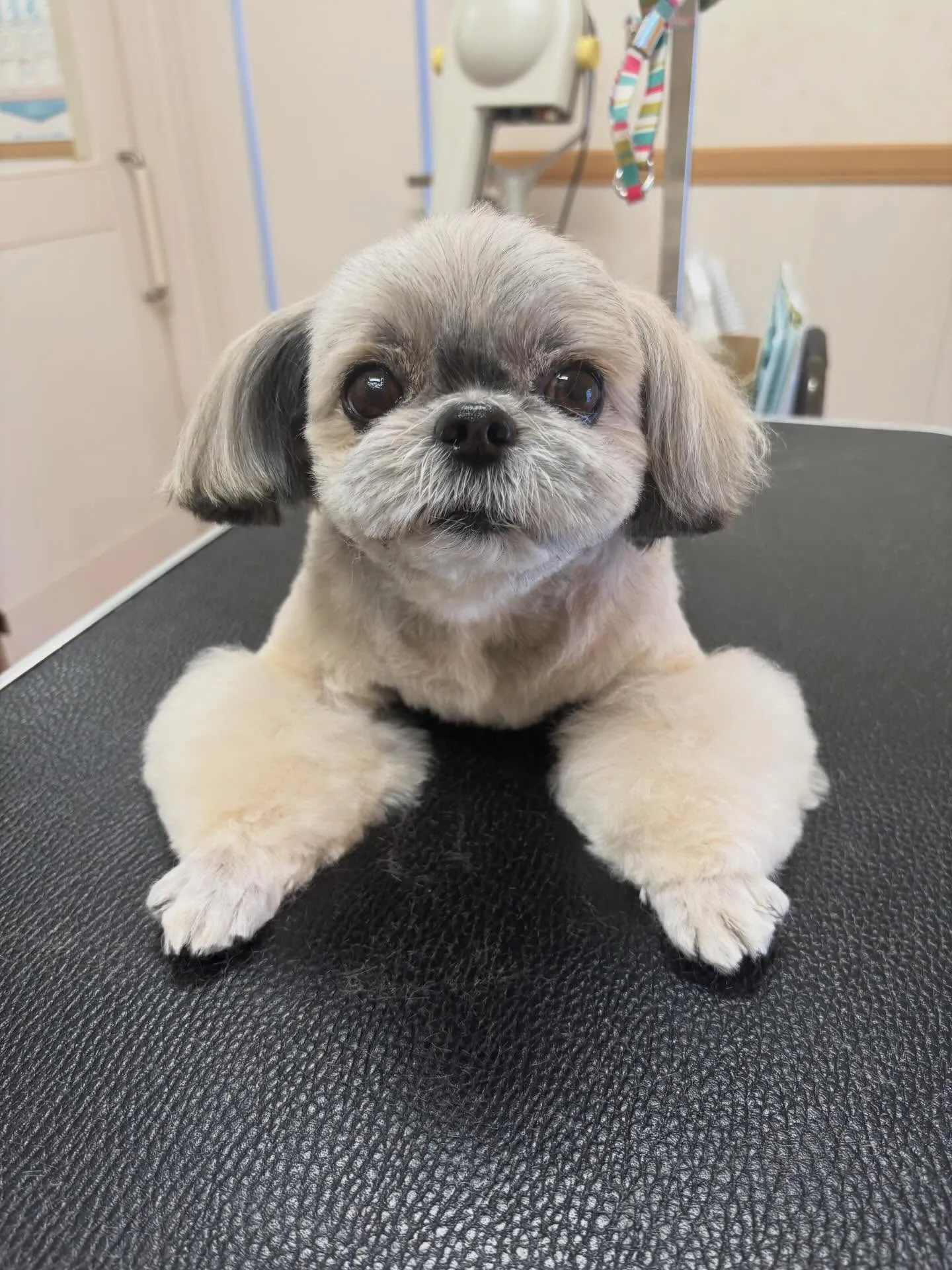 犬のトリミング✂️