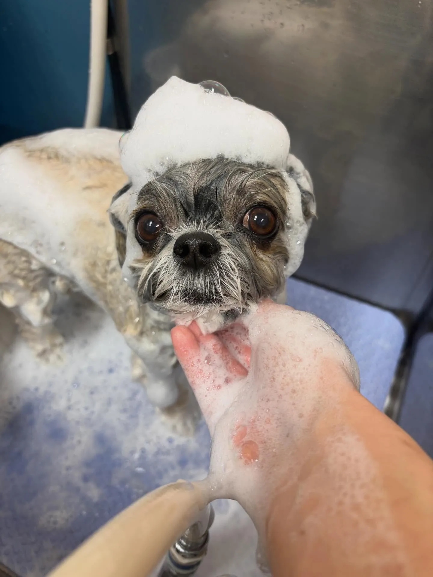 犬のトリミング✂️