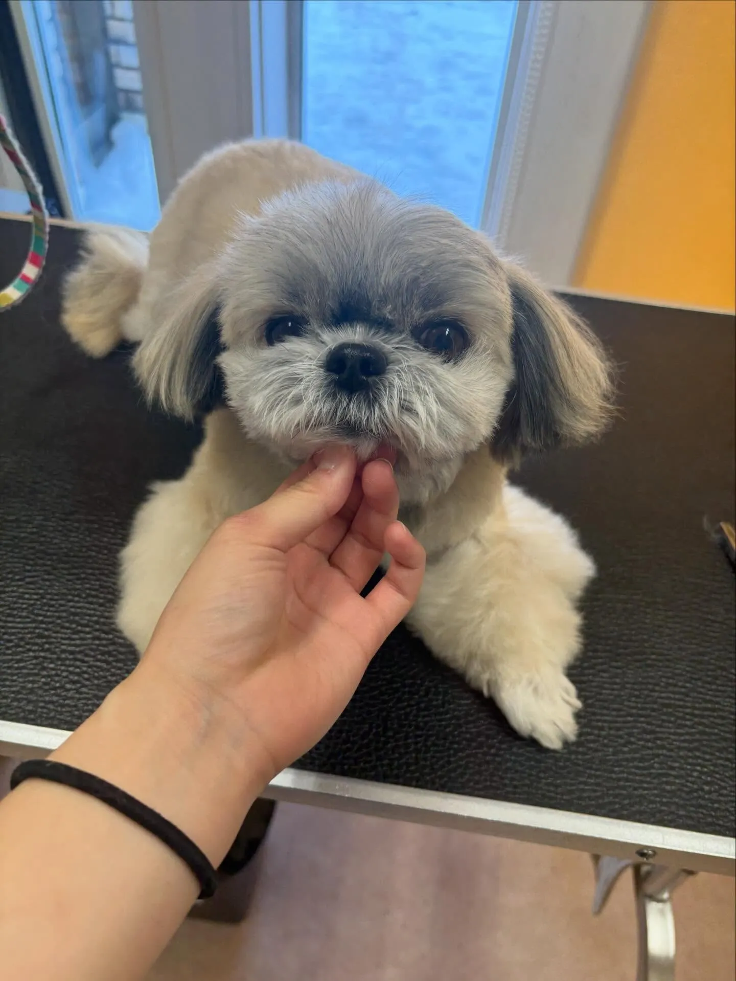 犬のトリミング✂️