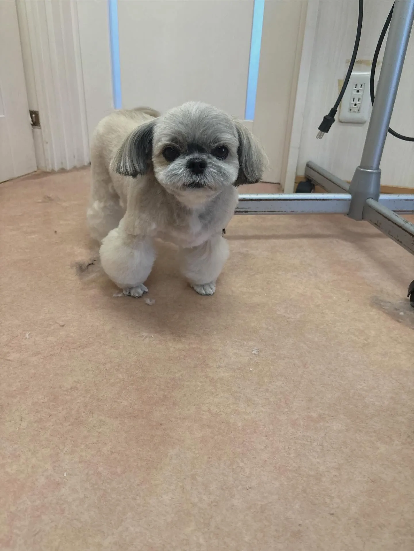 犬のトリミング✂️