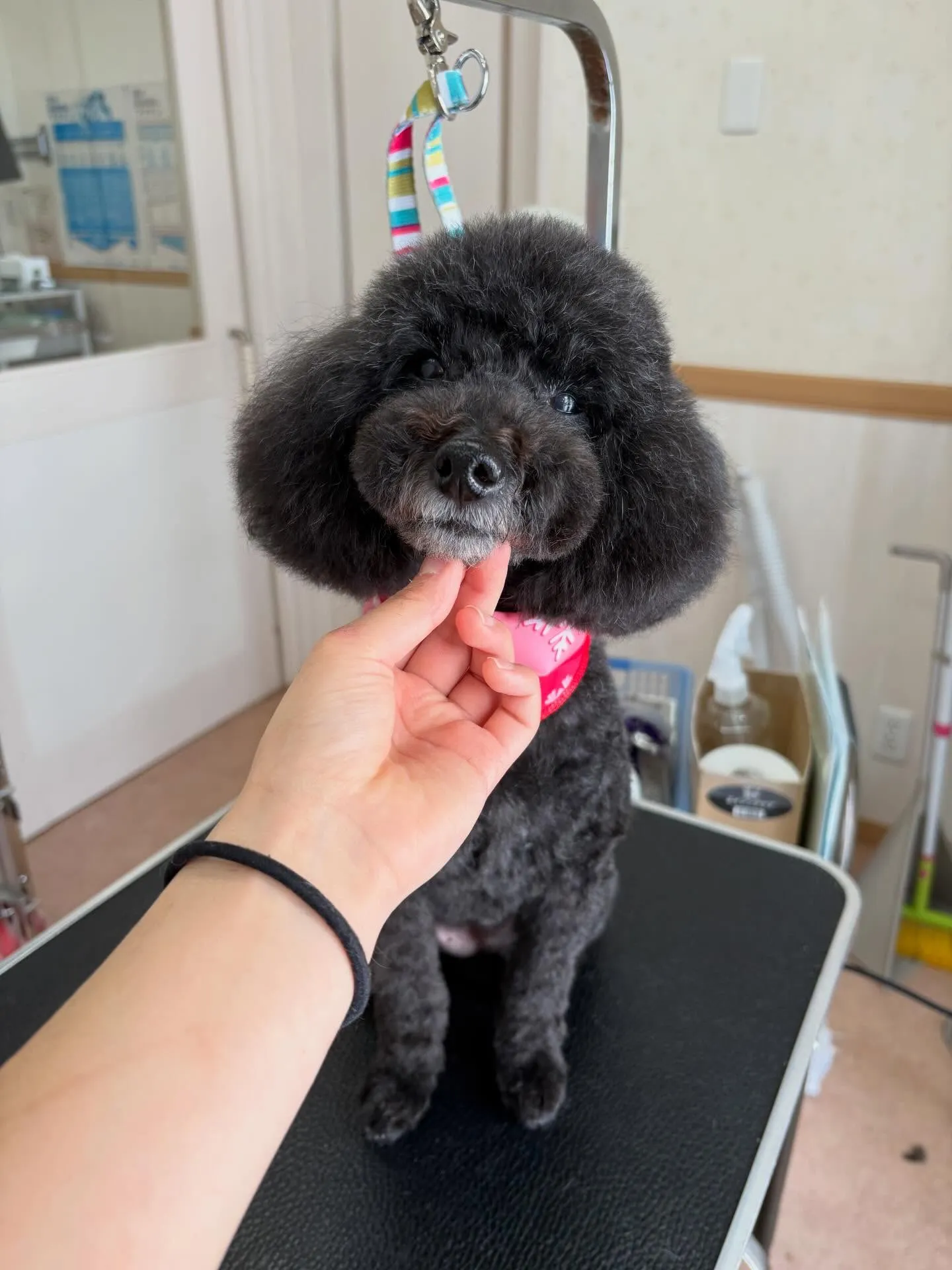 犬のトリミング✂️