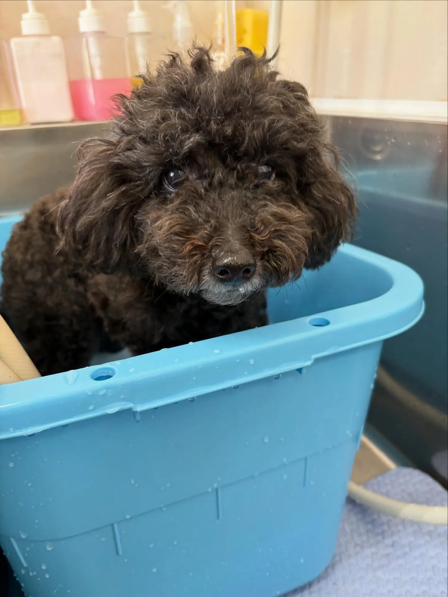 犬のトリミング✂️