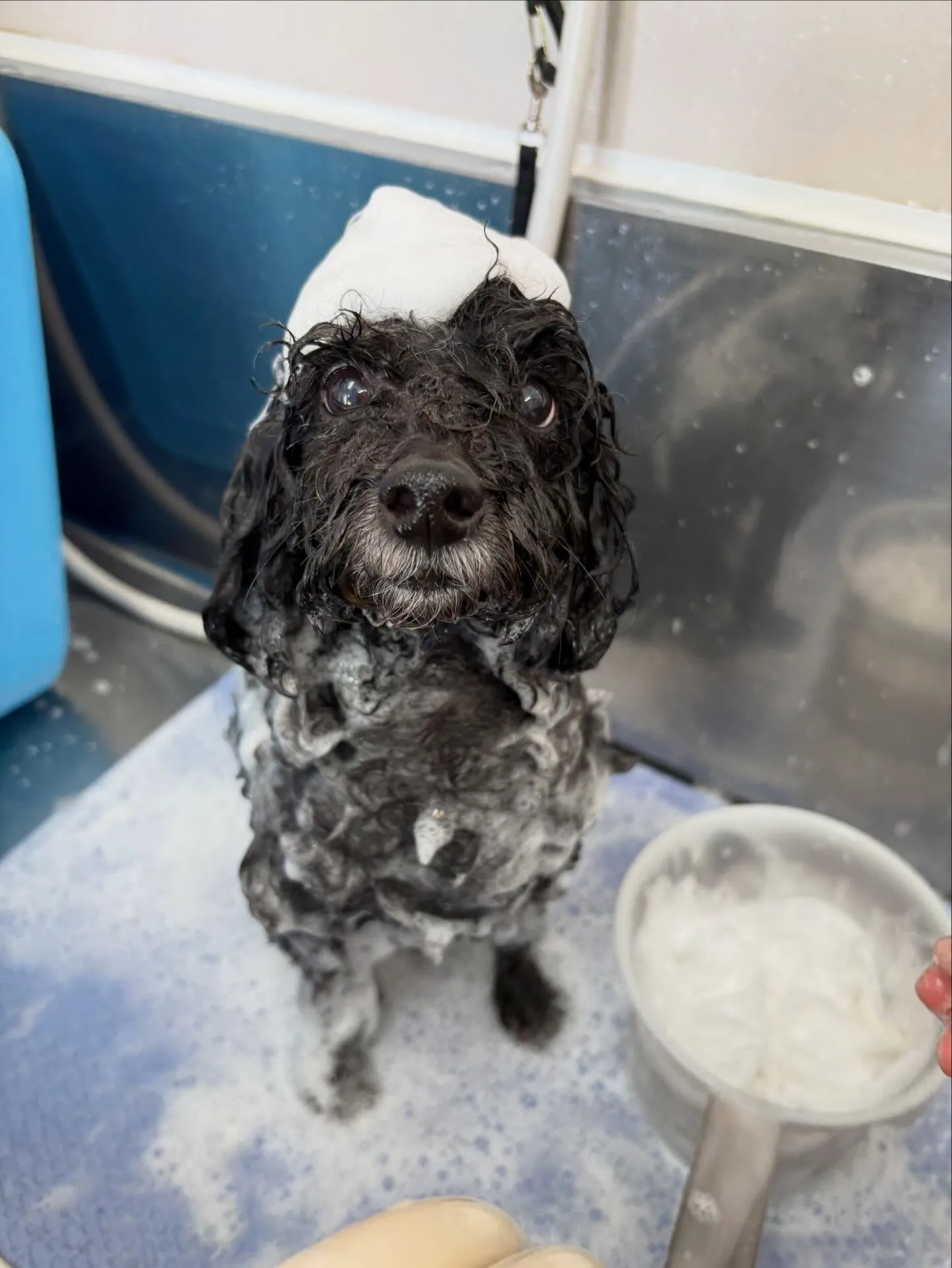 犬のトリミング✂️