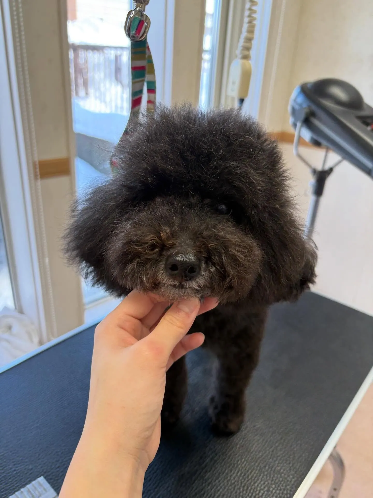 犬のトリミング✂️