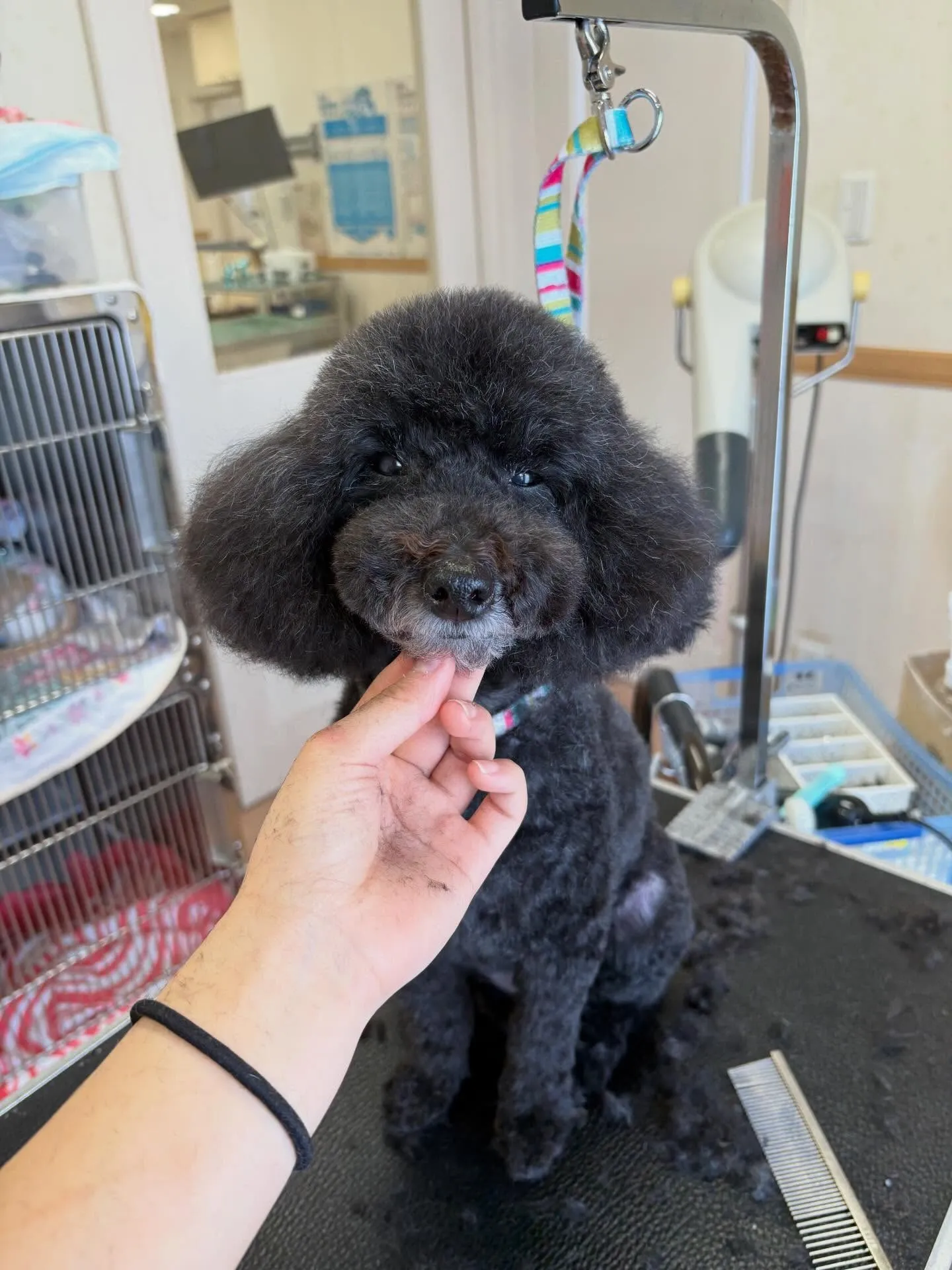 犬のトリミング✂️