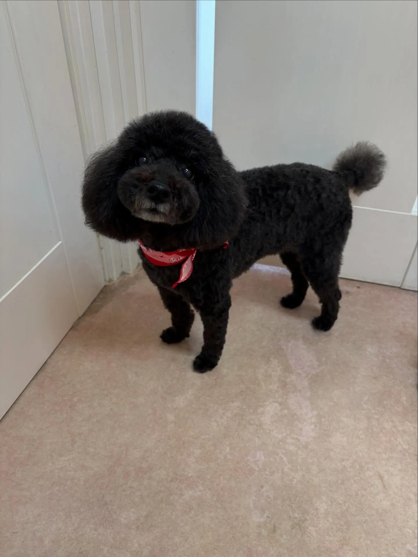 犬のトリミング✂️