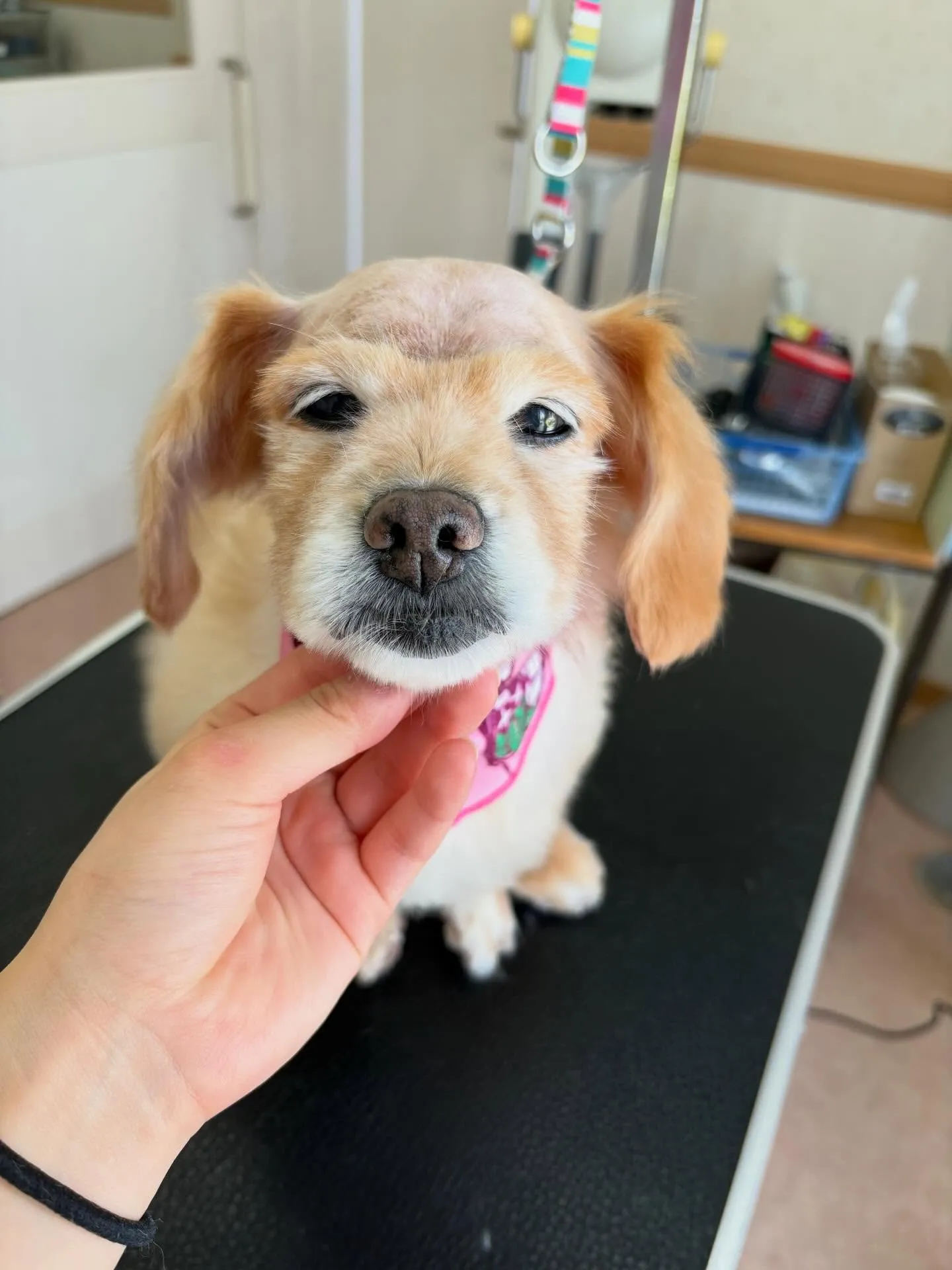 犬のシャンプー🫧