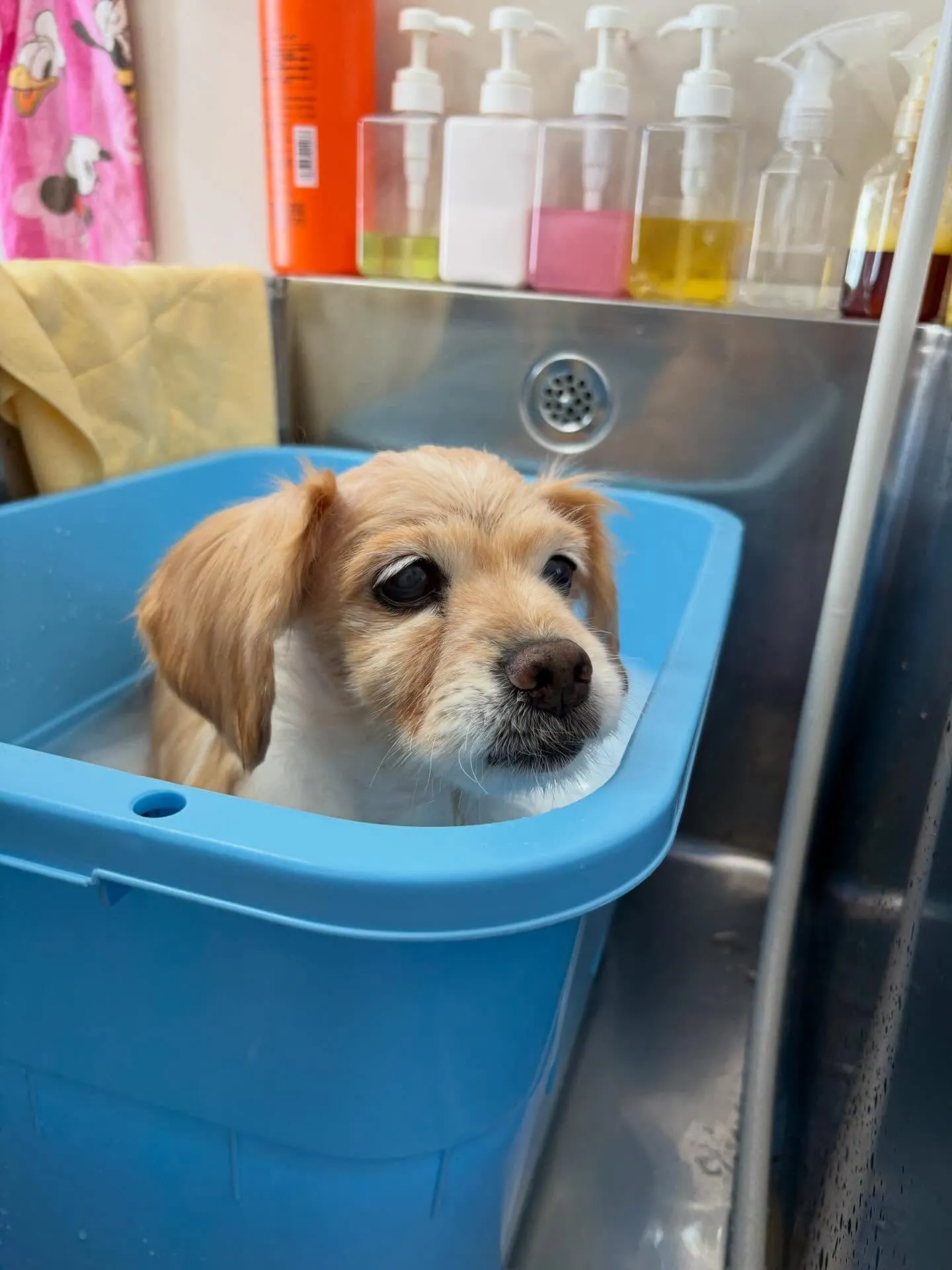 犬のシャンプー🫧