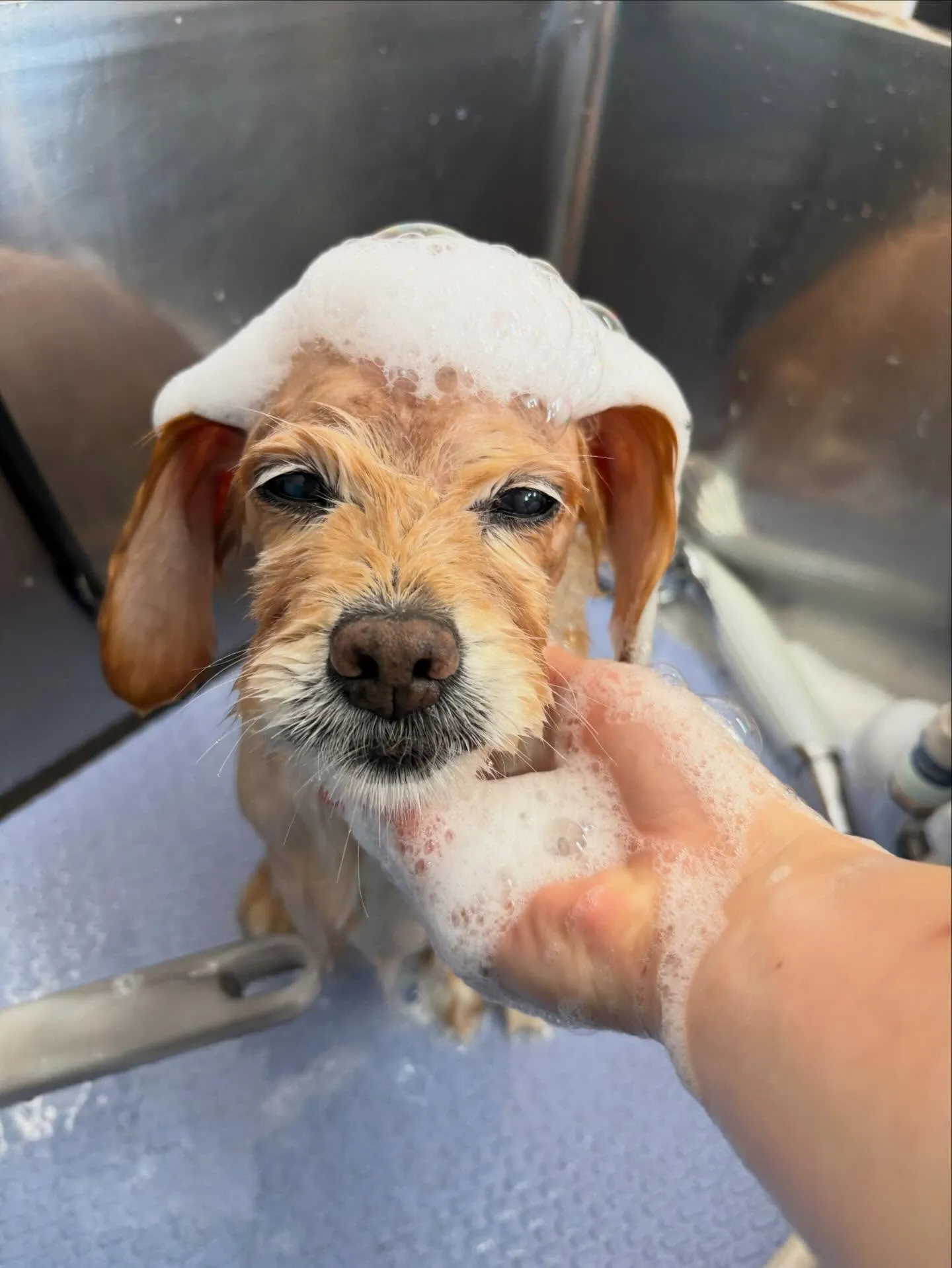 犬のシャンプー🫧