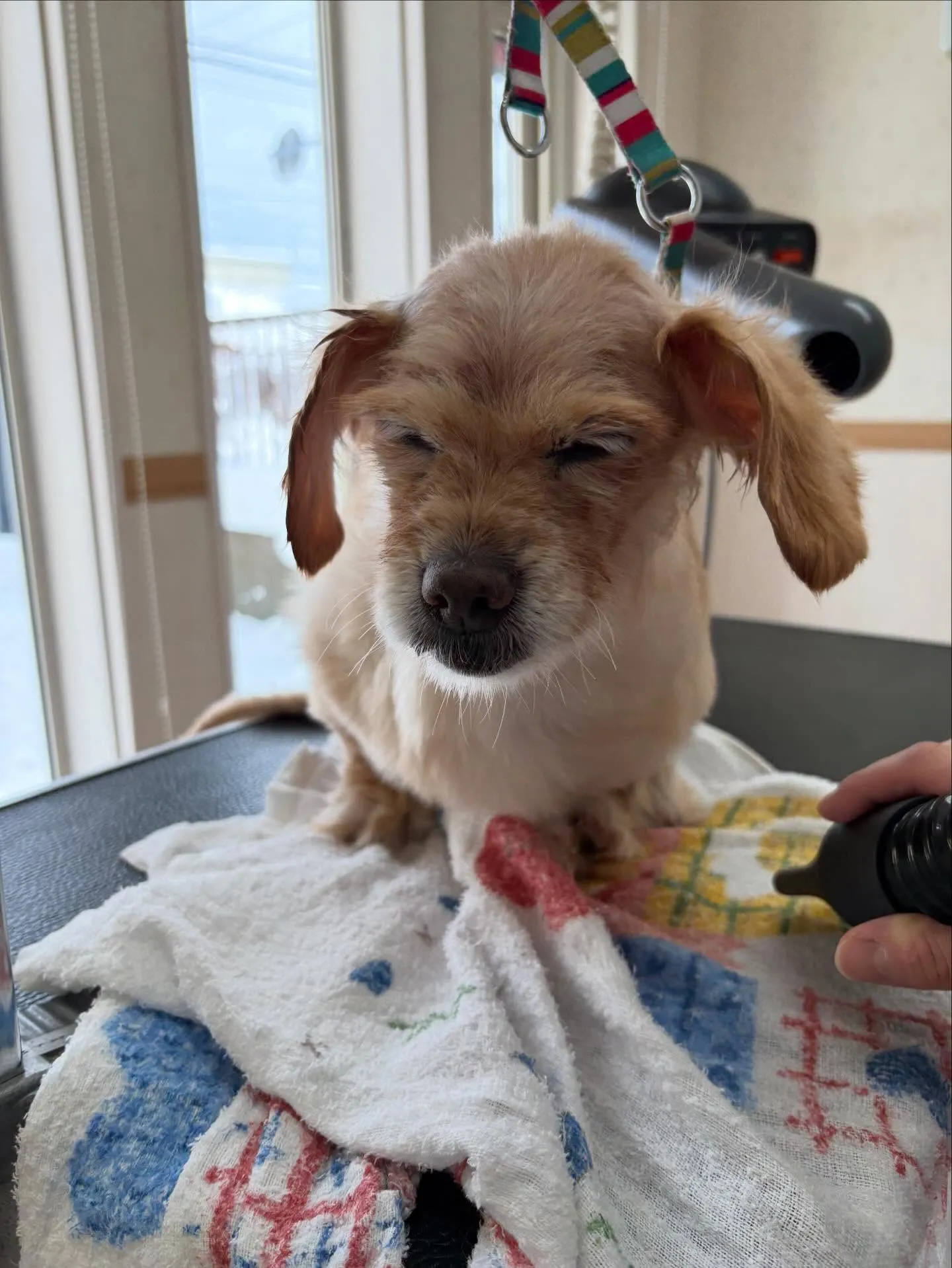 犬のシャンプー🫧