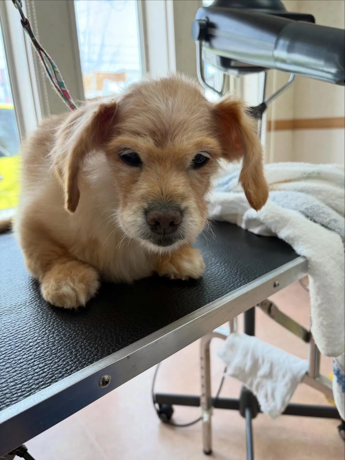 犬のシャンプー🫧