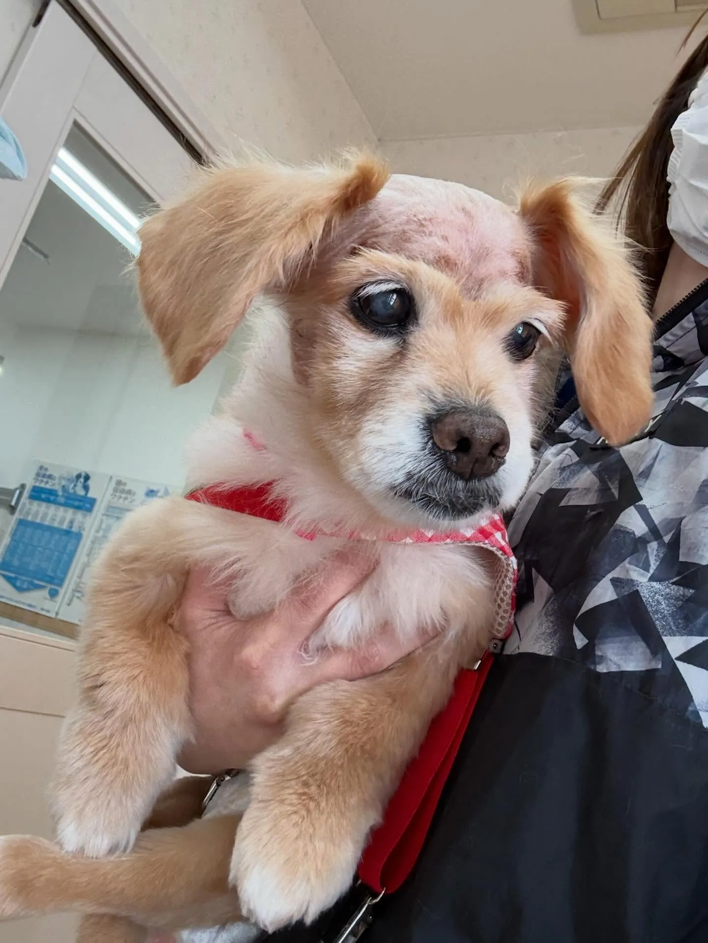 犬のシャンプー🫧