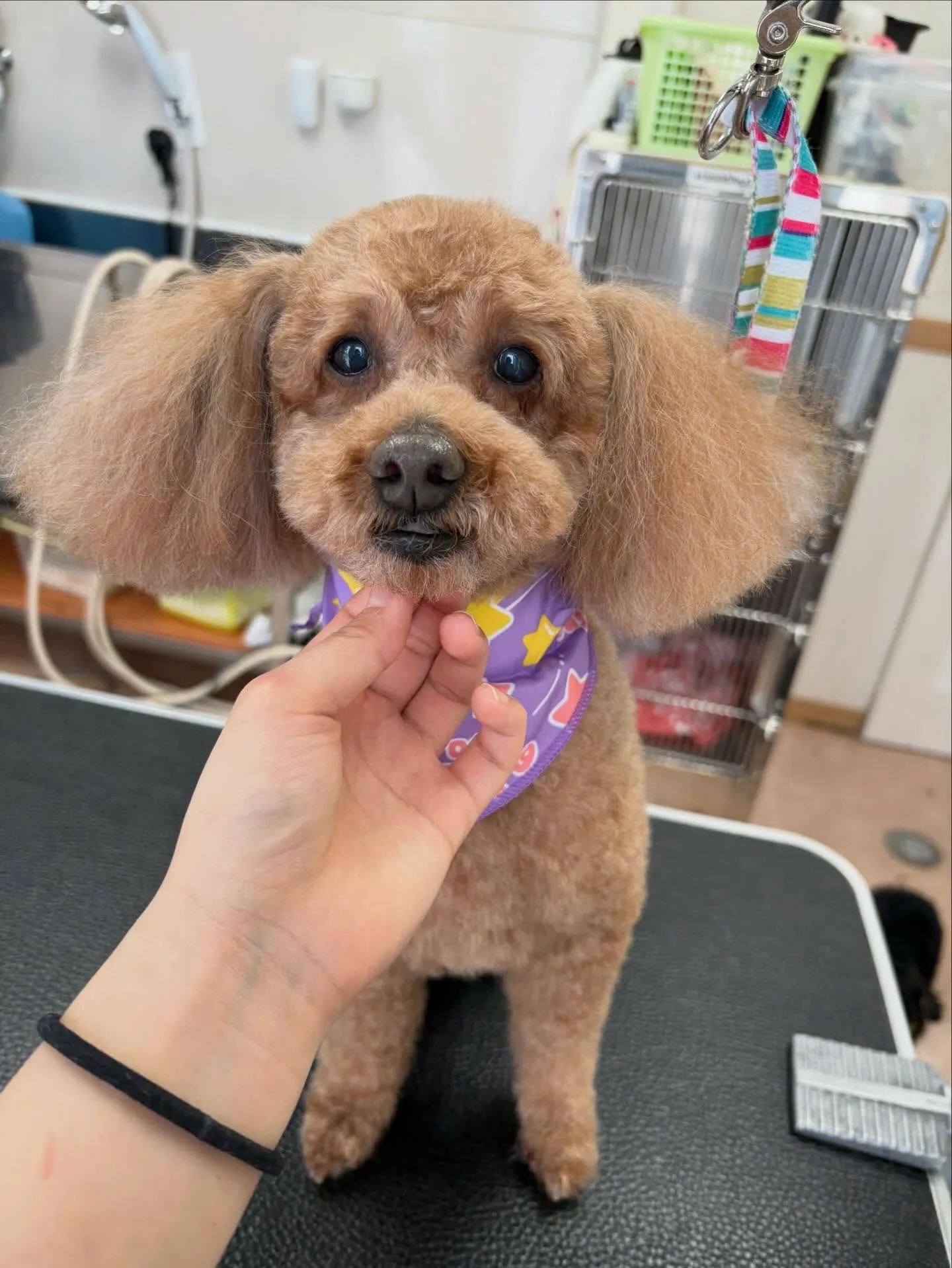 犬のトリミング✂️