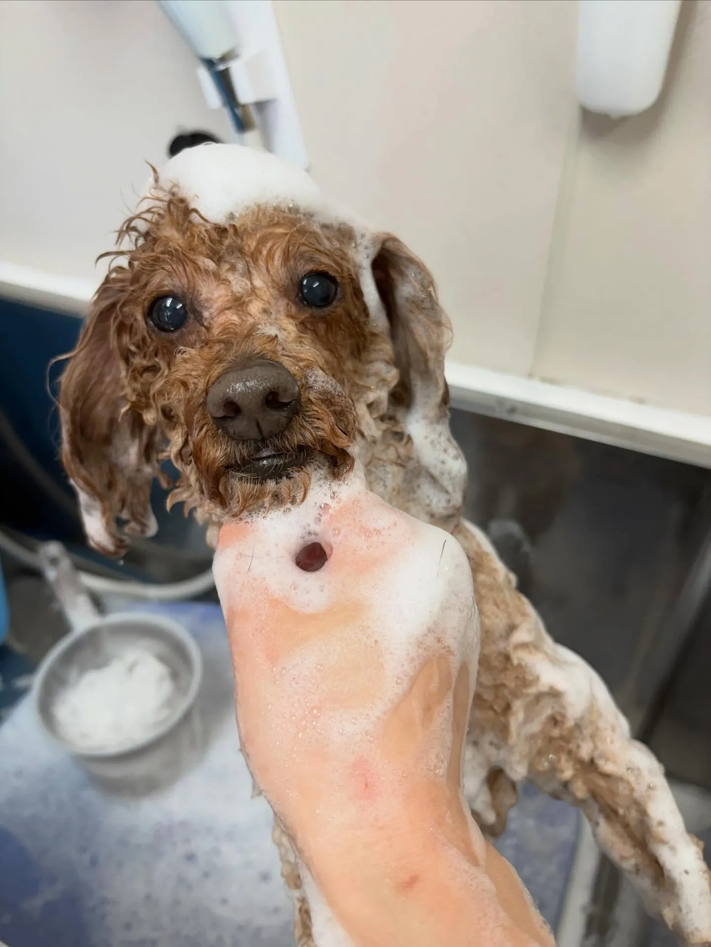 犬のトリミング✂️