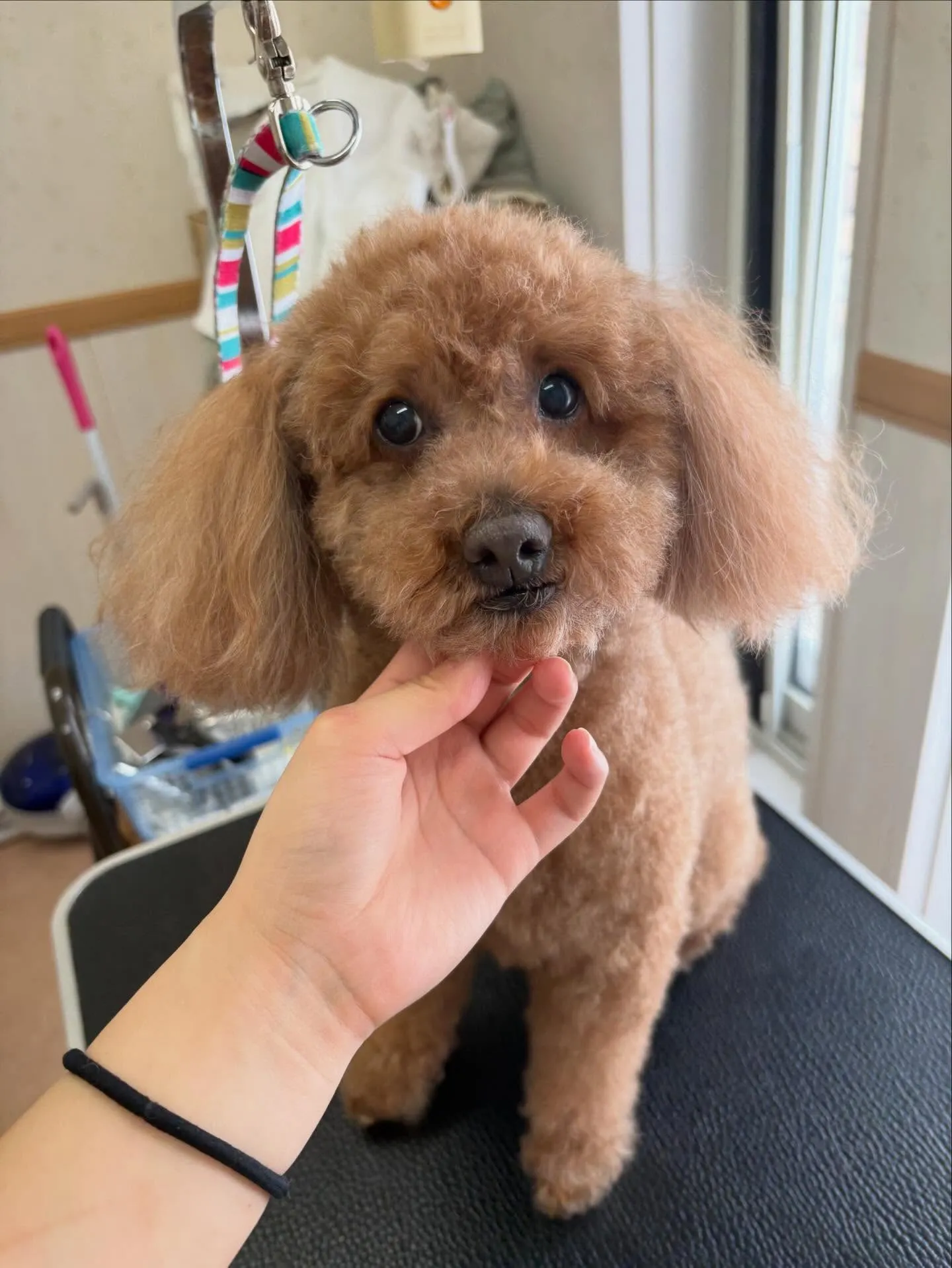 犬のトリミング✂️