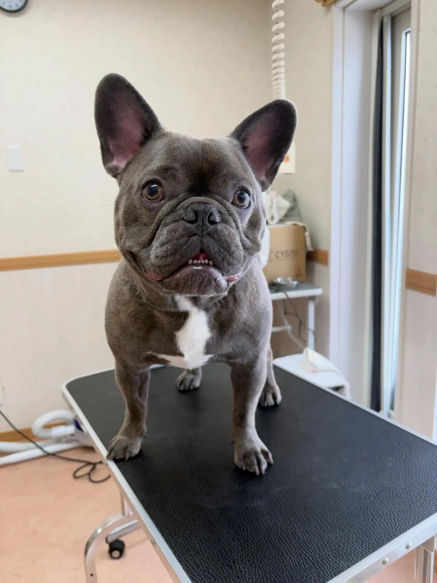 犬のシャンプー🫧