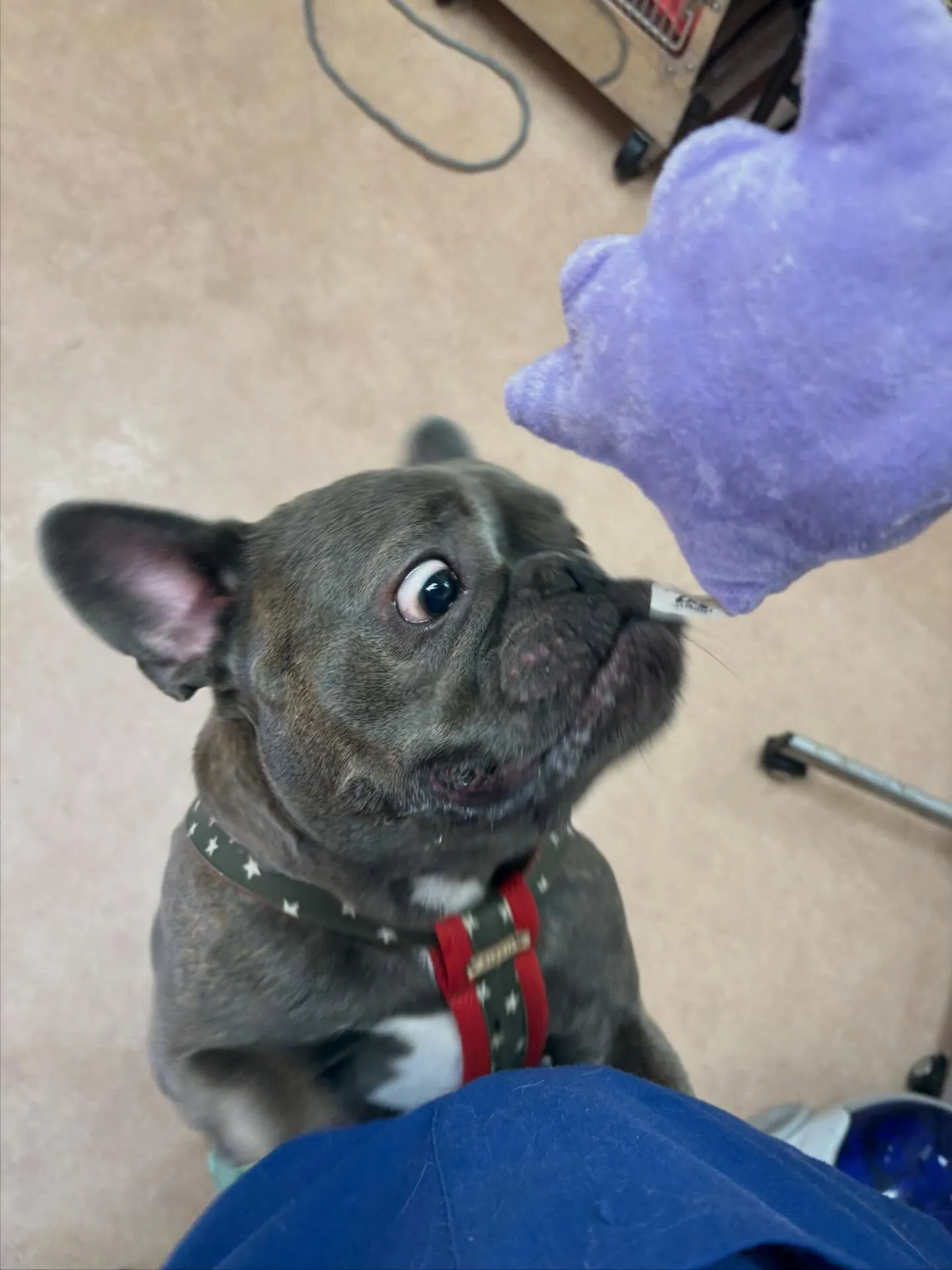 犬のシャンプー🫧