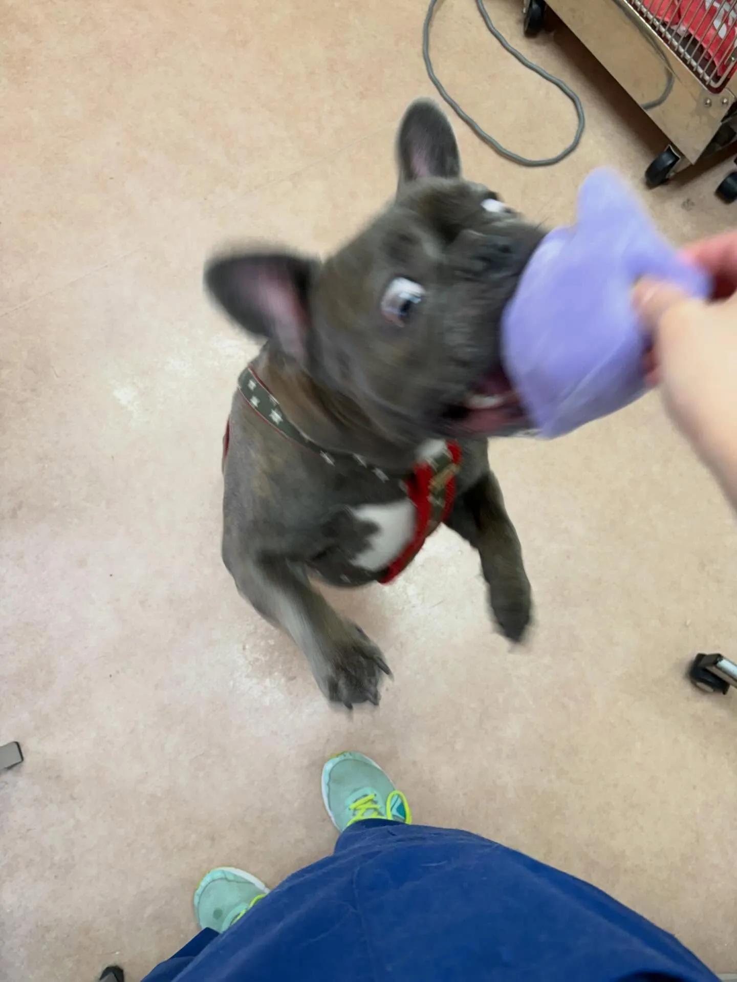 犬のシャンプー🫧