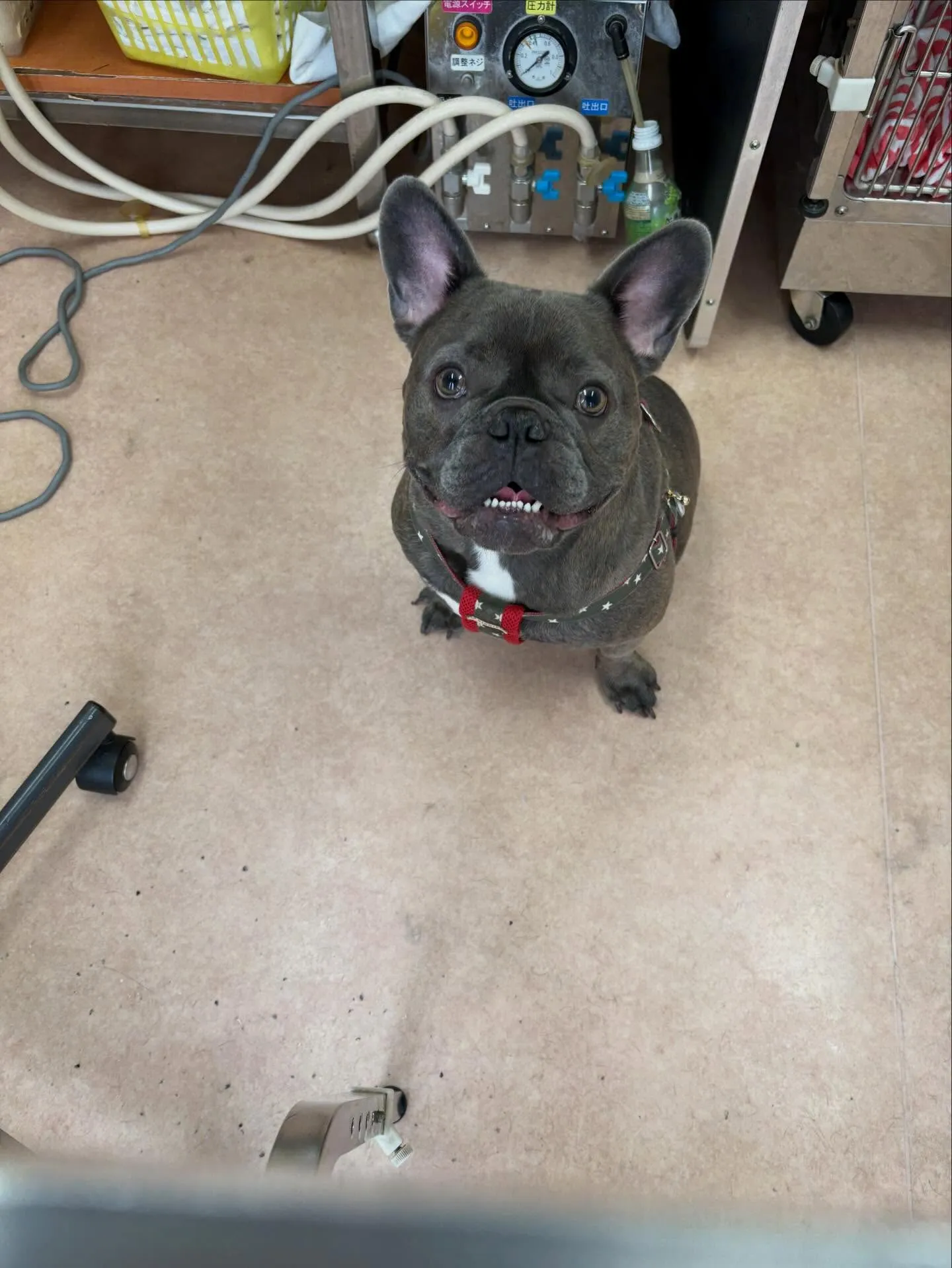 犬のシャンプー🫧