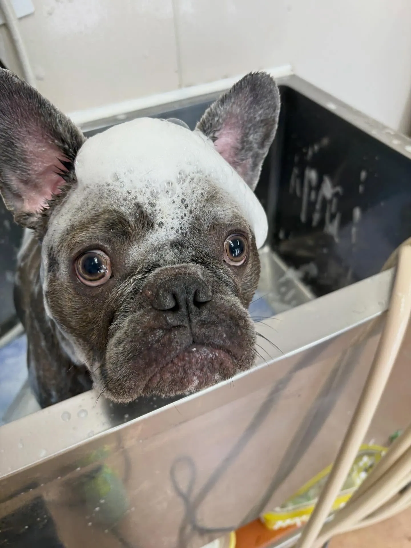 犬のシャンプー🫧