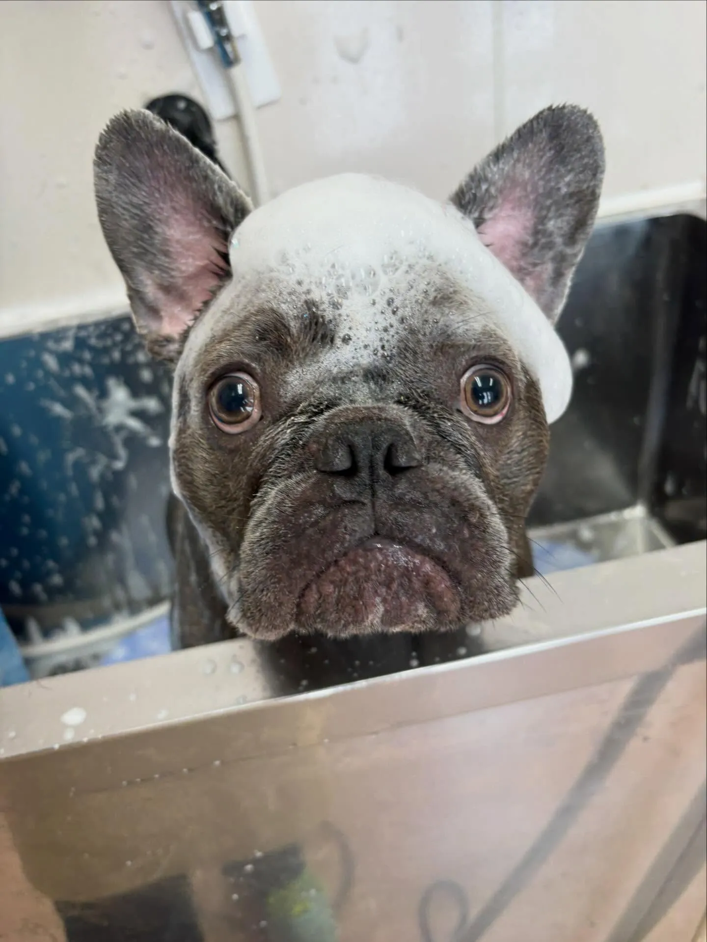 犬のシャンプー🫧