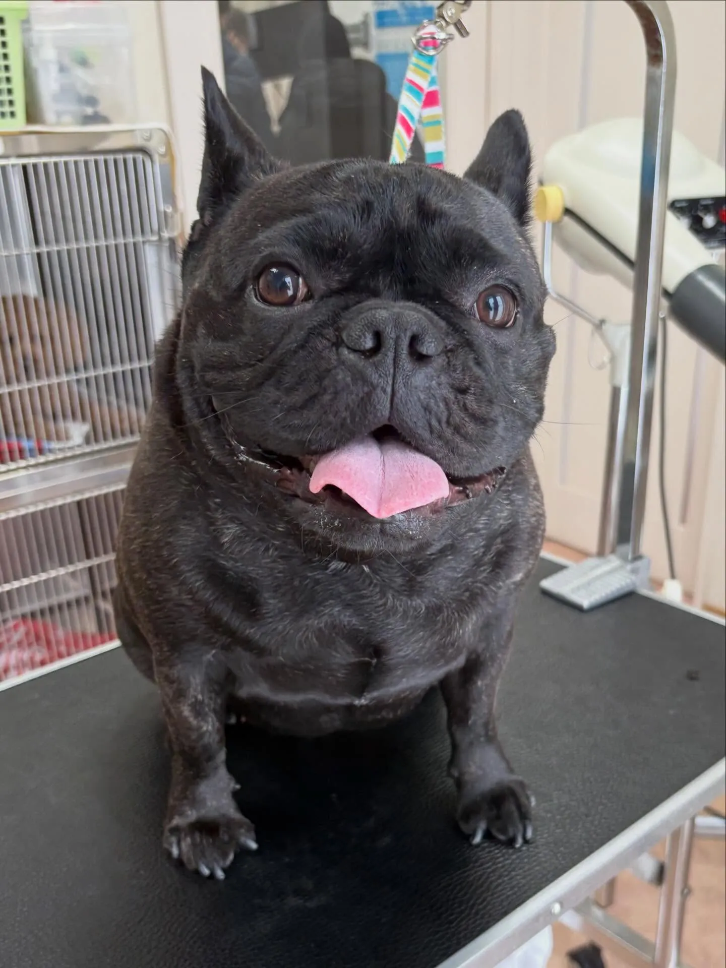 犬のシャンプー🫧