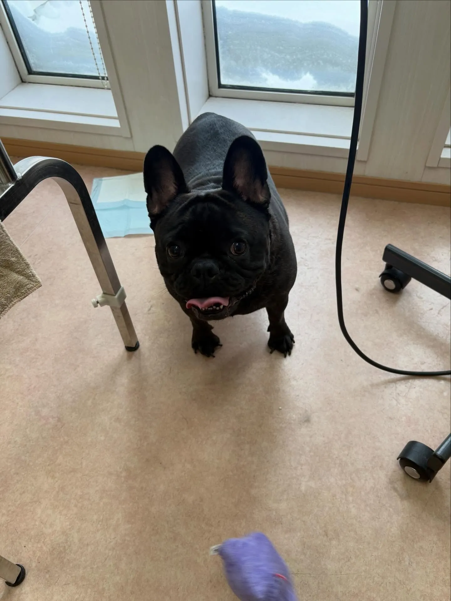 犬のシャンプー🫧