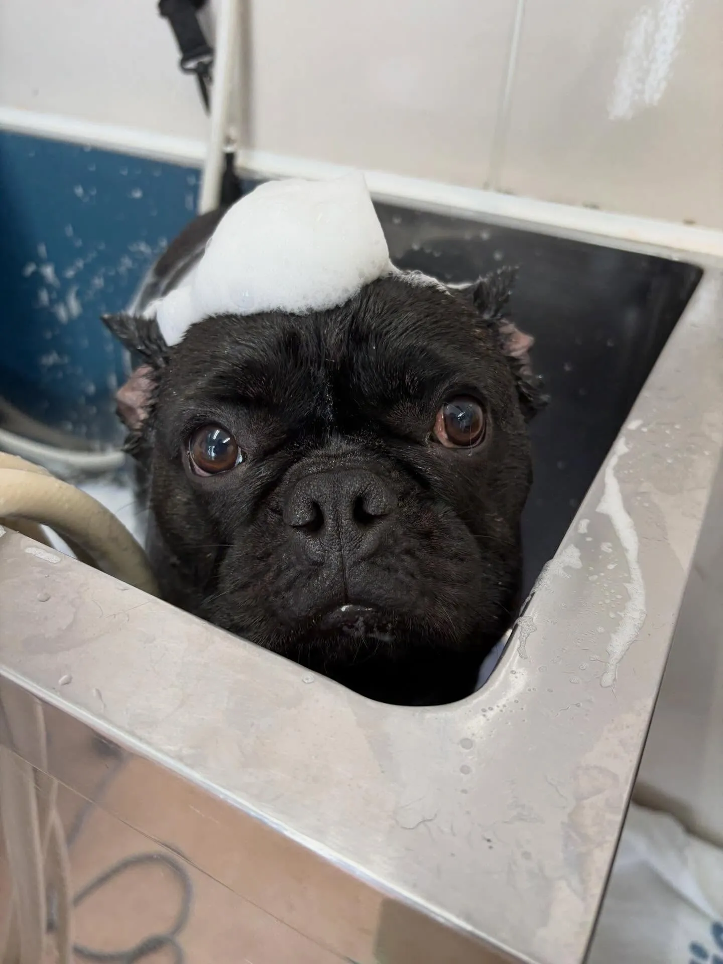 犬のシャンプー🫧