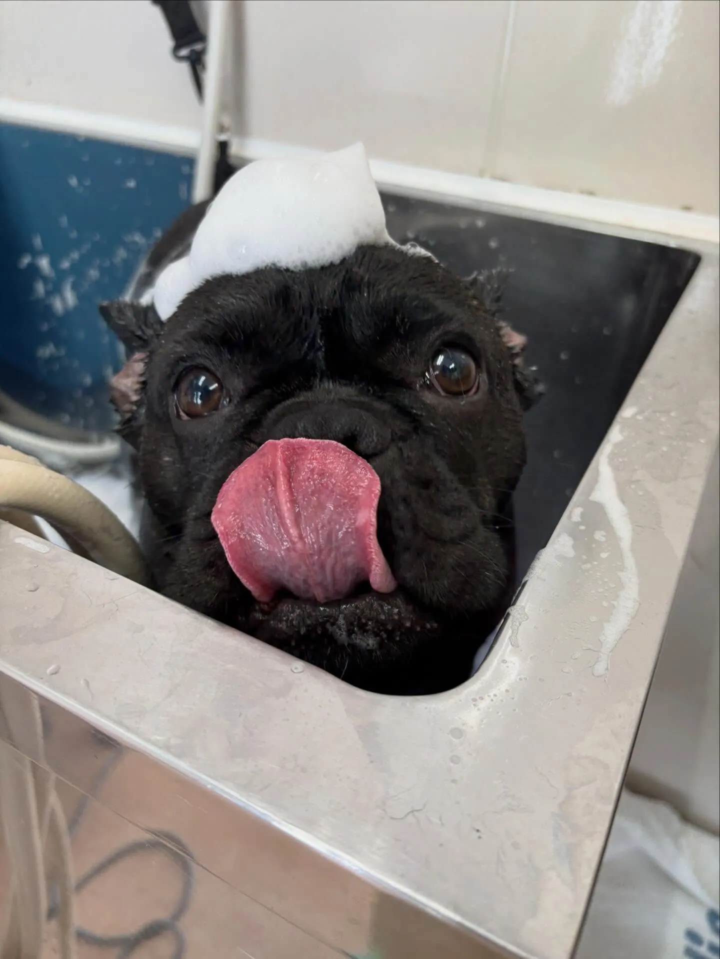 犬のシャンプー🫧