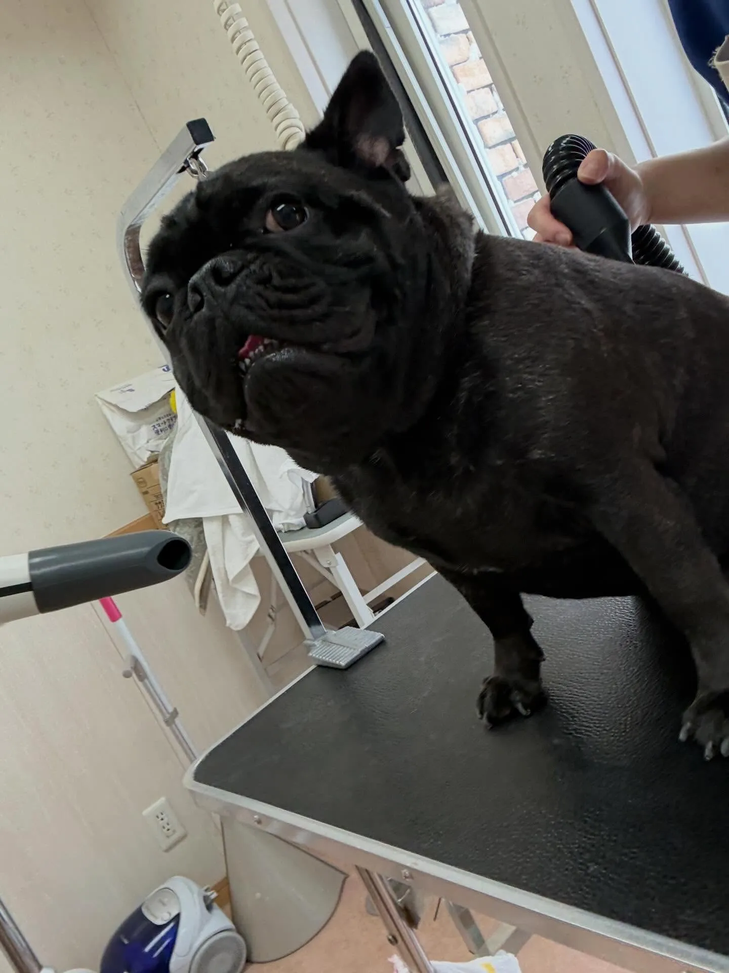 犬のシャンプー🫧