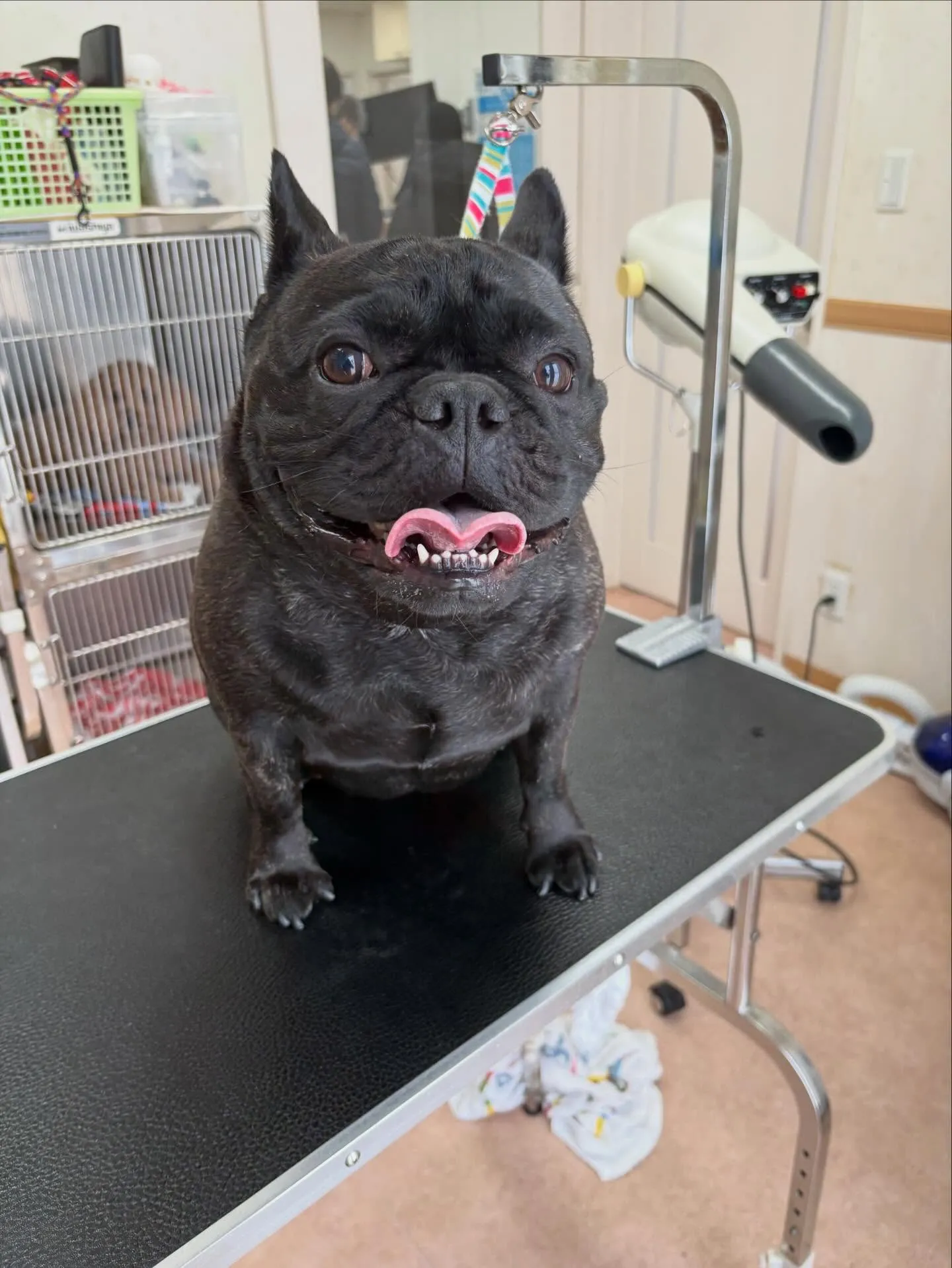 犬のシャンプー🫧