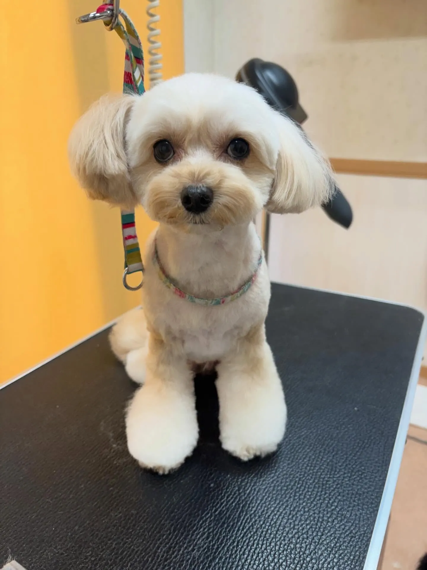 犬のトリミング✂️