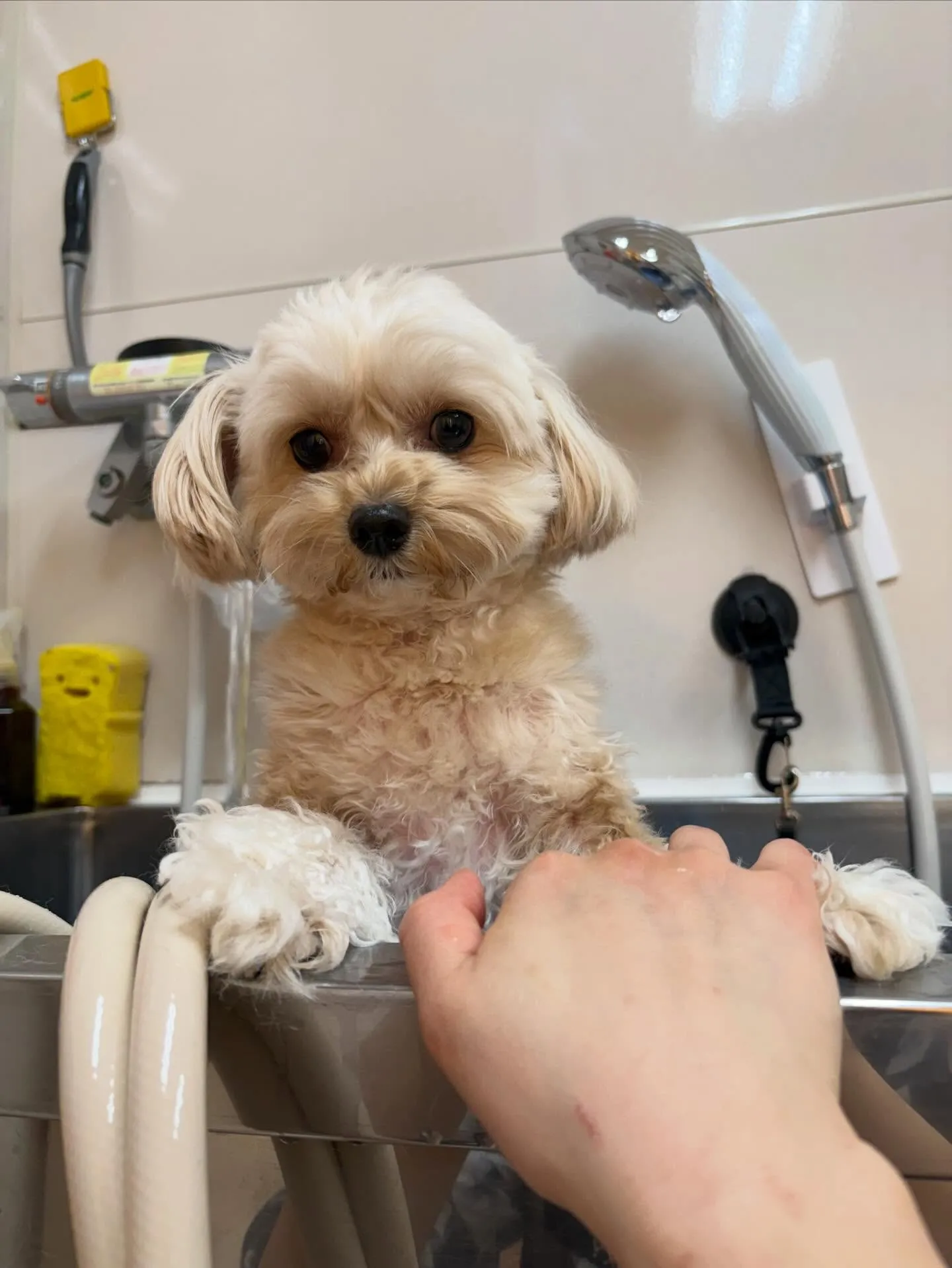 犬のトリミング✂️