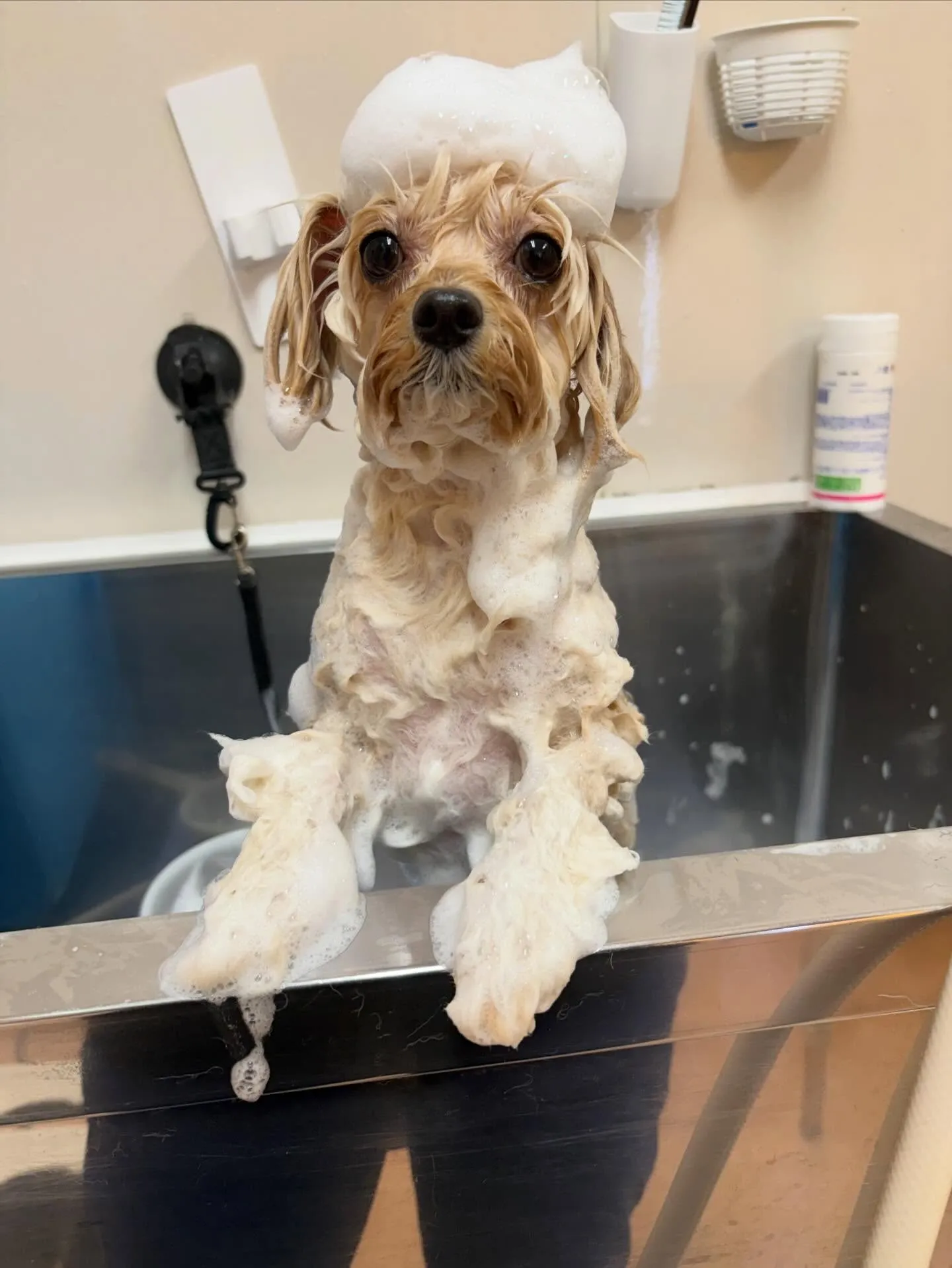 犬のトリミング✂️