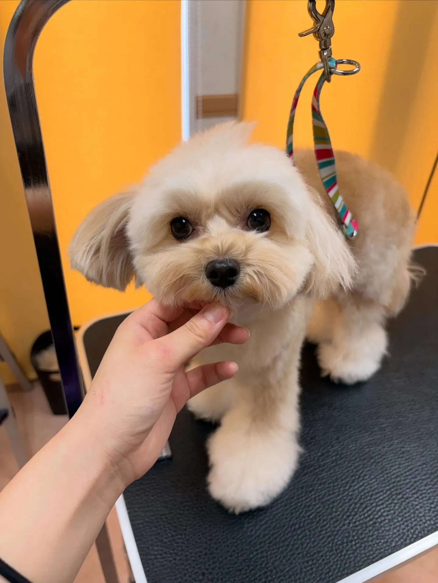 犬のトリミング✂️