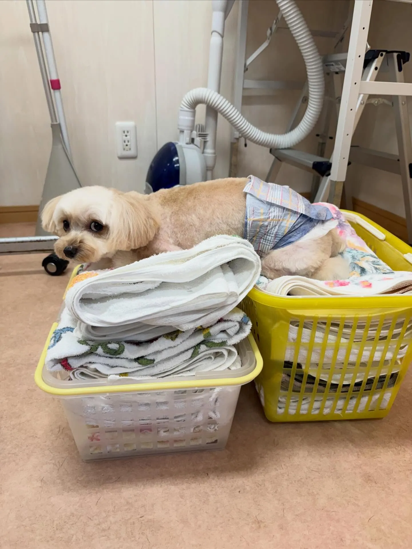 犬のトリミング✂️