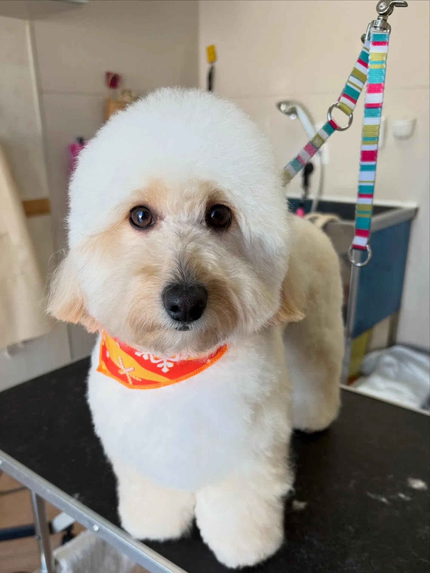 犬のトリミング✂️